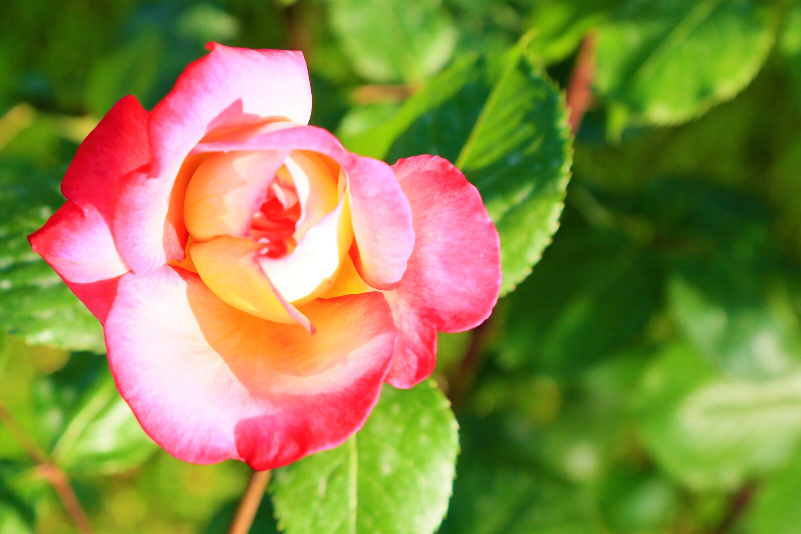 Canon EF 24-105mm F4L IS USM sample photo. Rose, spring, nature photography