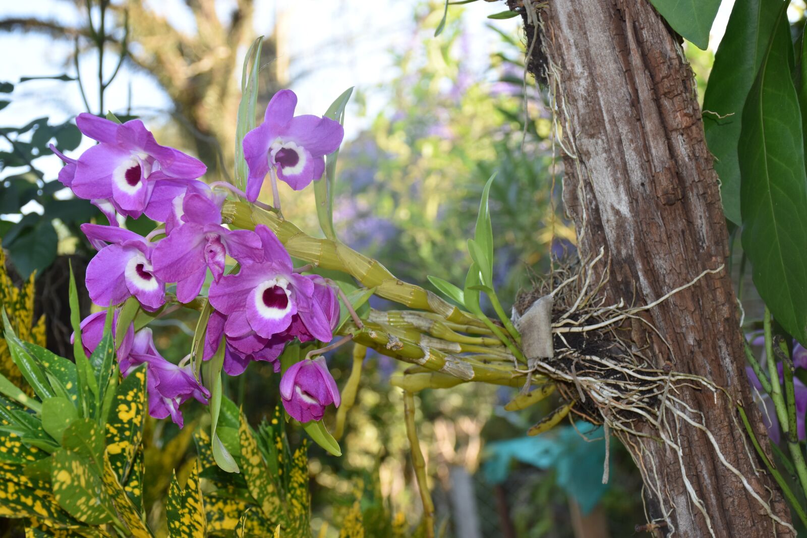 Nikon D5600 sample photo. Orchids, garden, nature photography