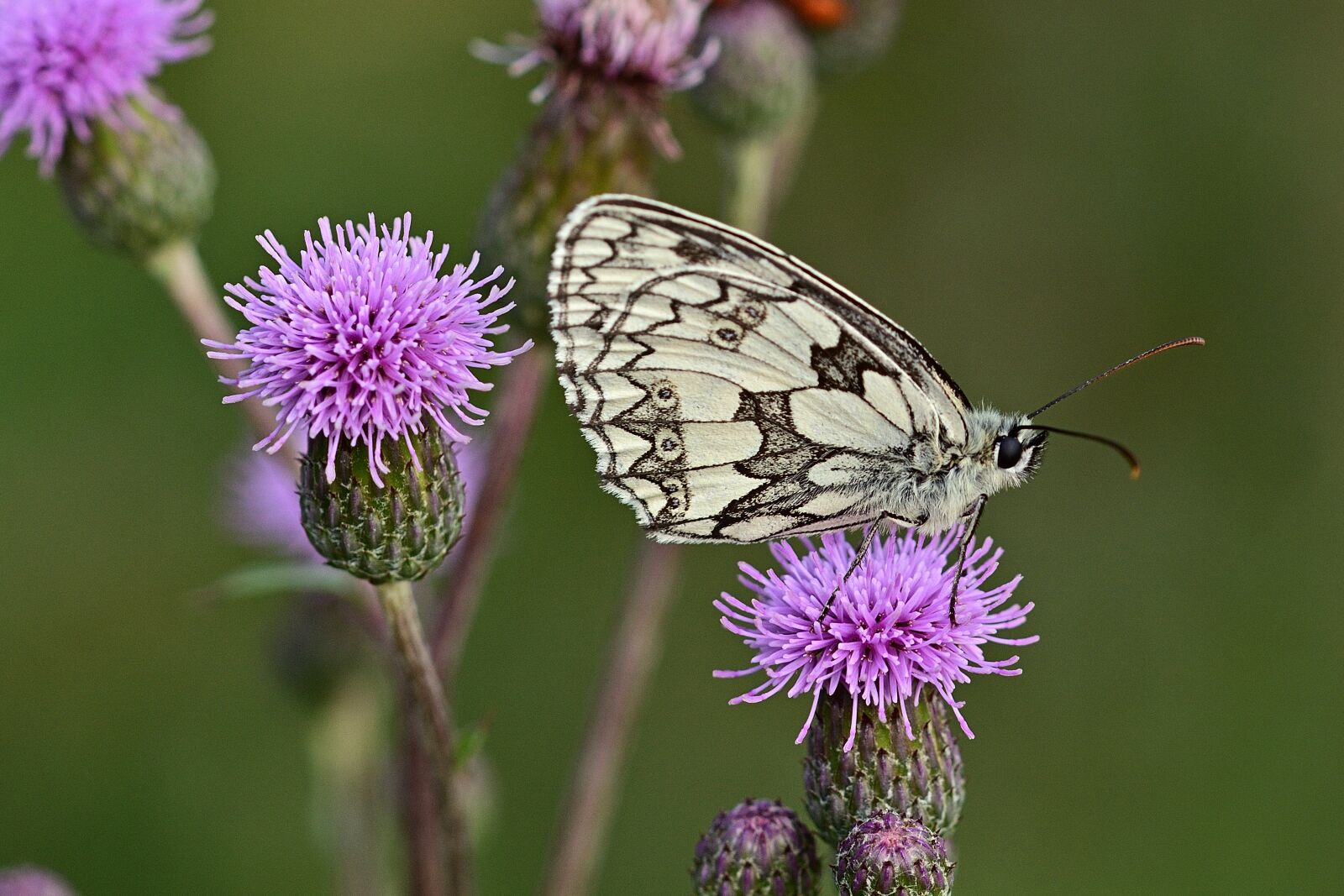 Nikon D5200 sample photo. Checkered butterfly, thistle, garden photography