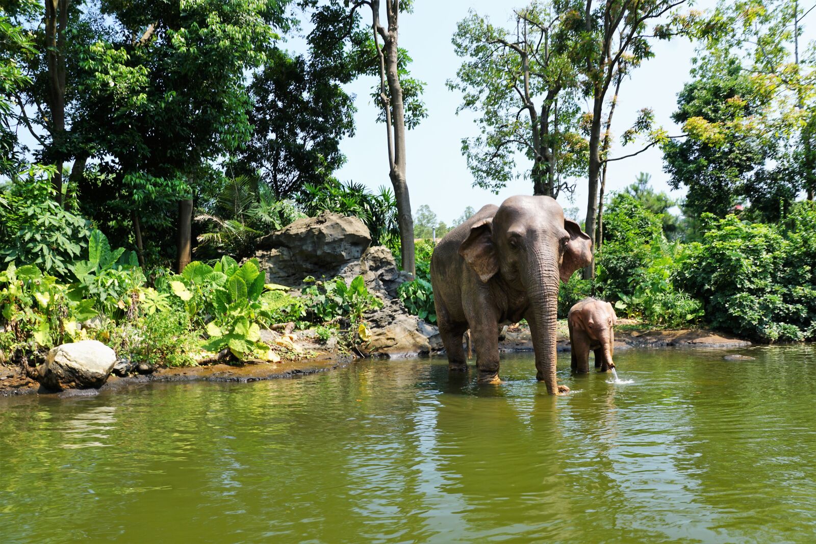 Sony ILCA-77M2 + Sony DT 16-50mm F2.8 SSM sample photo. Elephant, china, summer photography