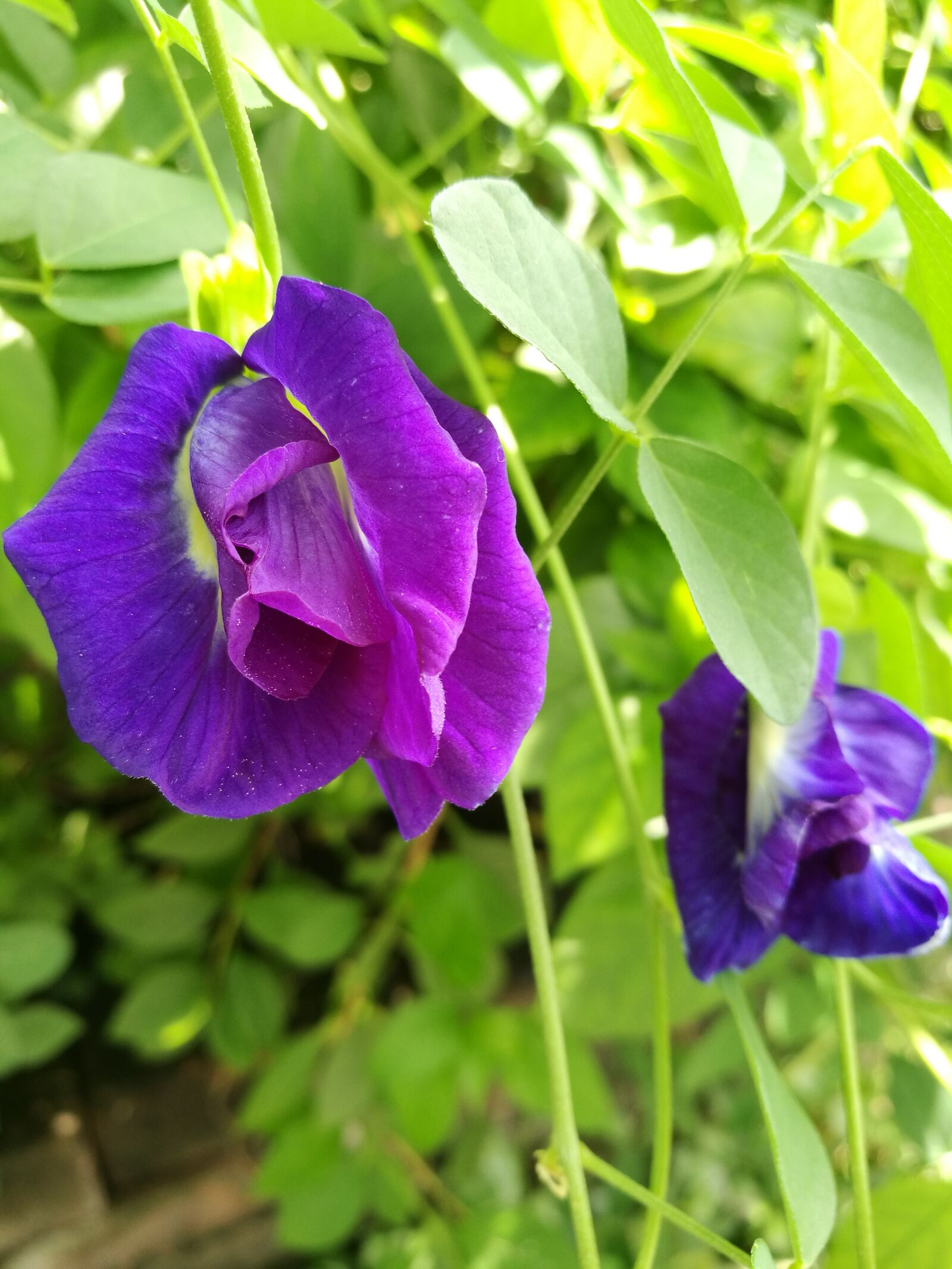 HUAWEI P9 Plus sample photo. Flowers, pea flowers, purple photography