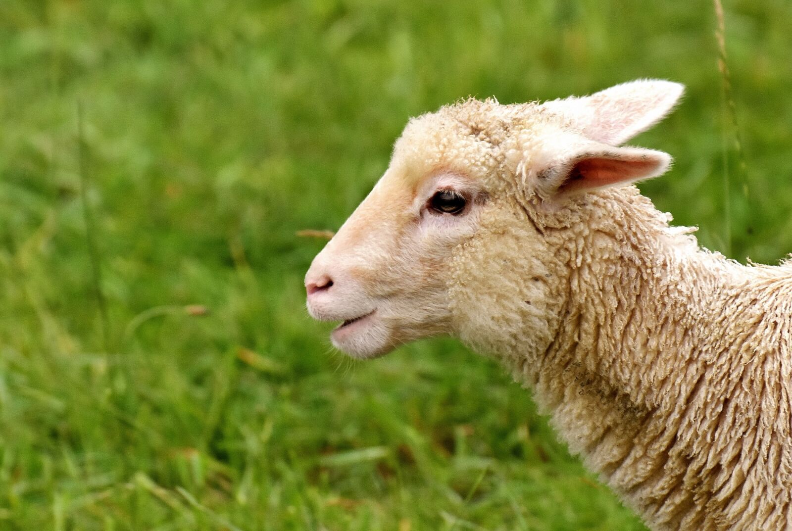 Nikon D7200 sample photo. Lamb, cute, animal photography
