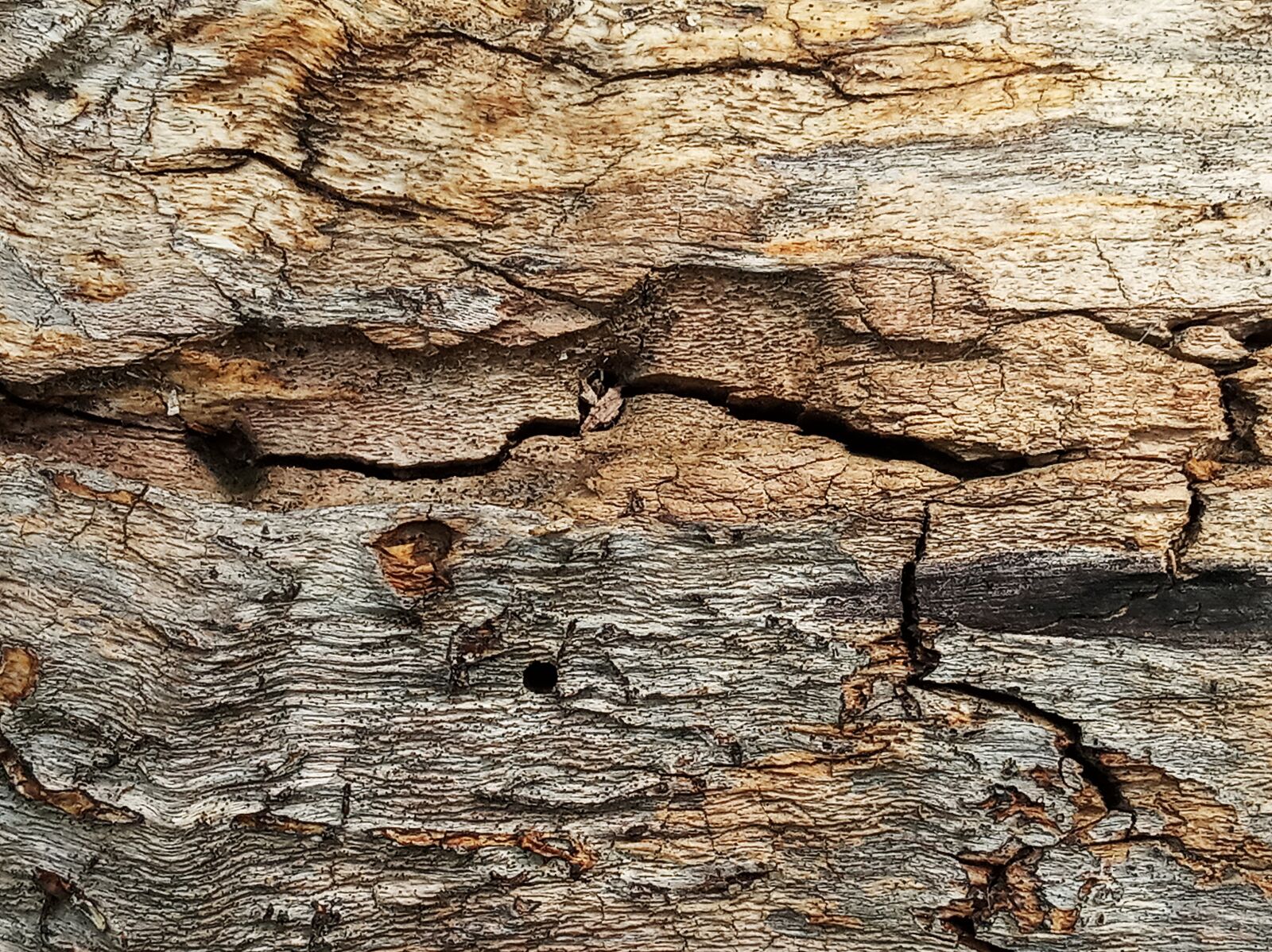 Xiaomi Redmi 6 sample photo. Tree, wood, texture photography