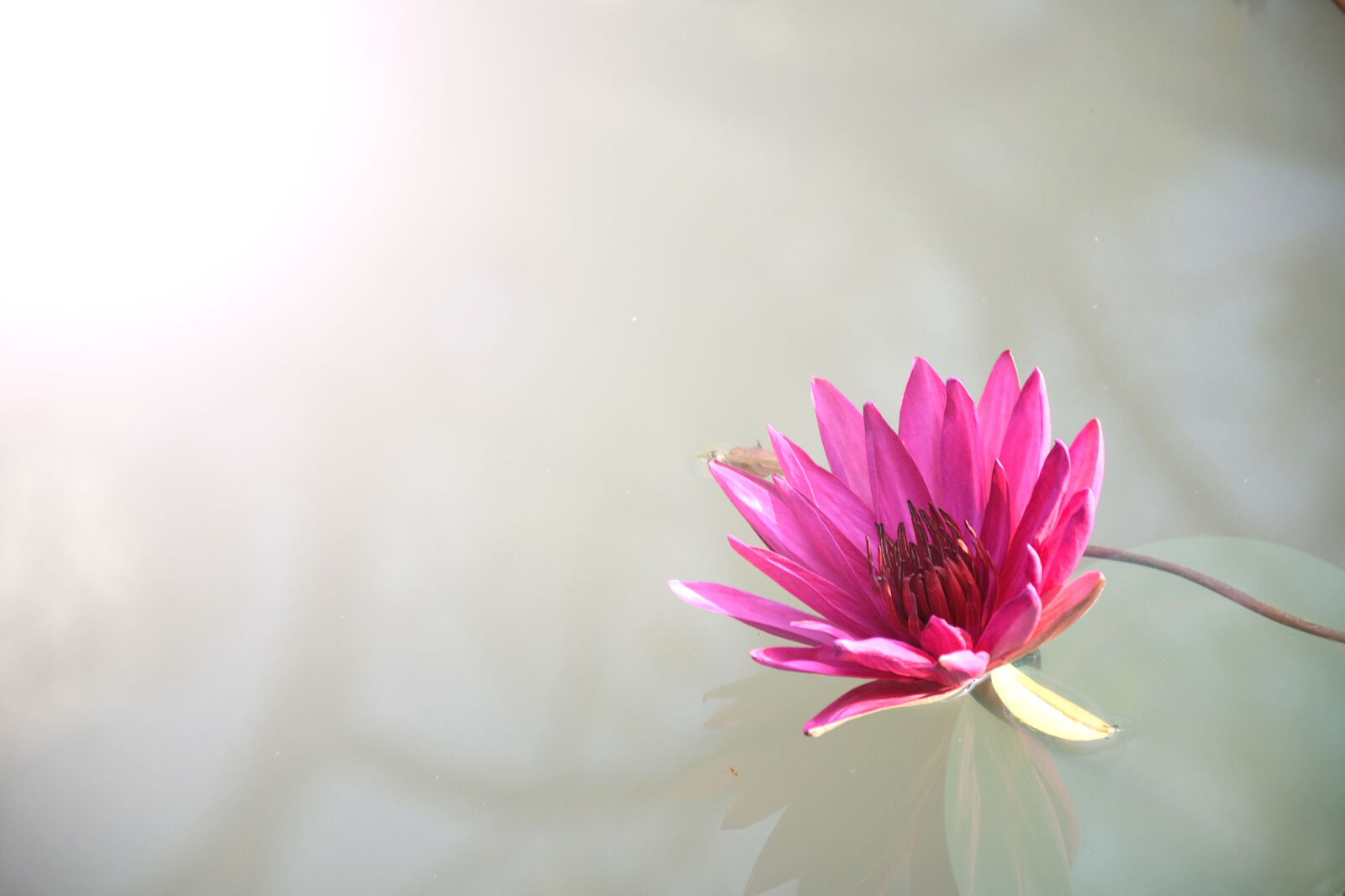 Nikon D5300 sample photo. Light, nature, water, flowers photography