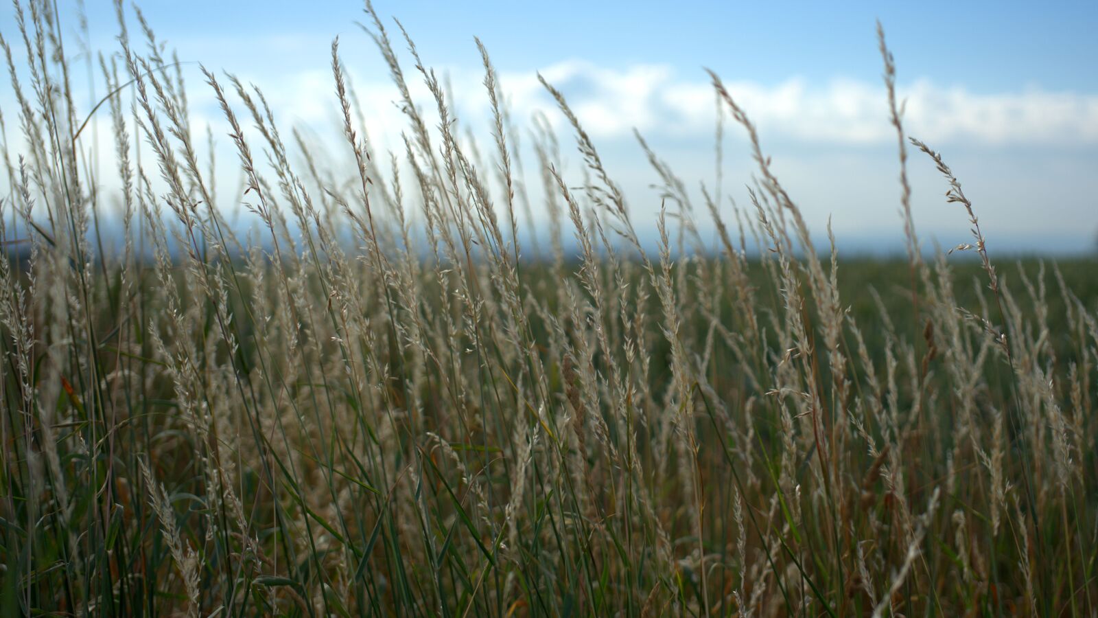Sony a7 II + Sony FE 50mm F2.8 Macro sample photo. Grass, landscape, nature photography