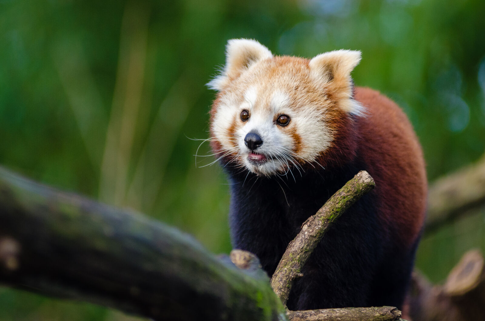 AF Zoom-Nikkor 80-200mm f/2.8 ED sample photo