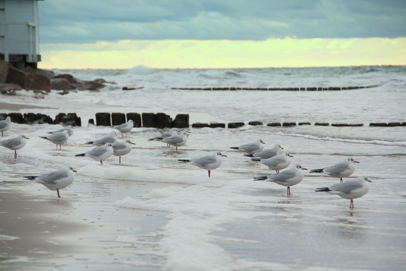 Canon EOS 450D (EOS Rebel XSi / EOS Kiss X2) sample photo. Gulls, sea, beach photography