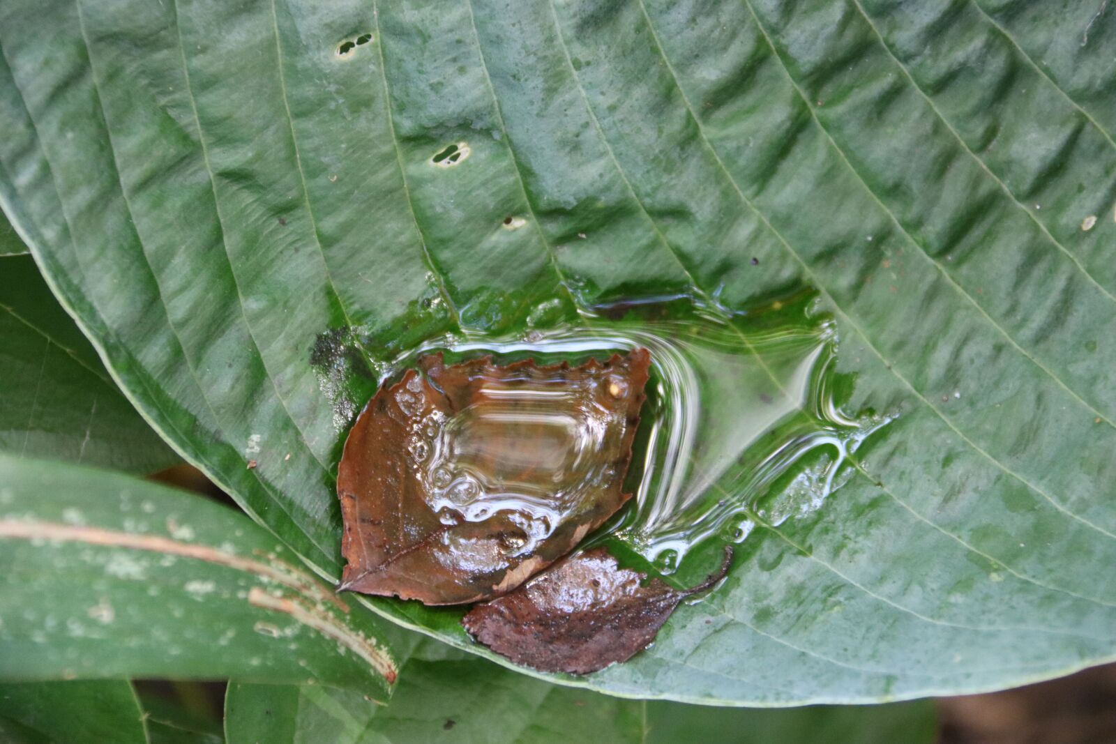 Canon EOS 750D (EOS Rebel T6i / EOS Kiss X8i) + Canon EF-S 18-200mm F3.5-5.6 IS sample photo. Leaf, green, brown photography