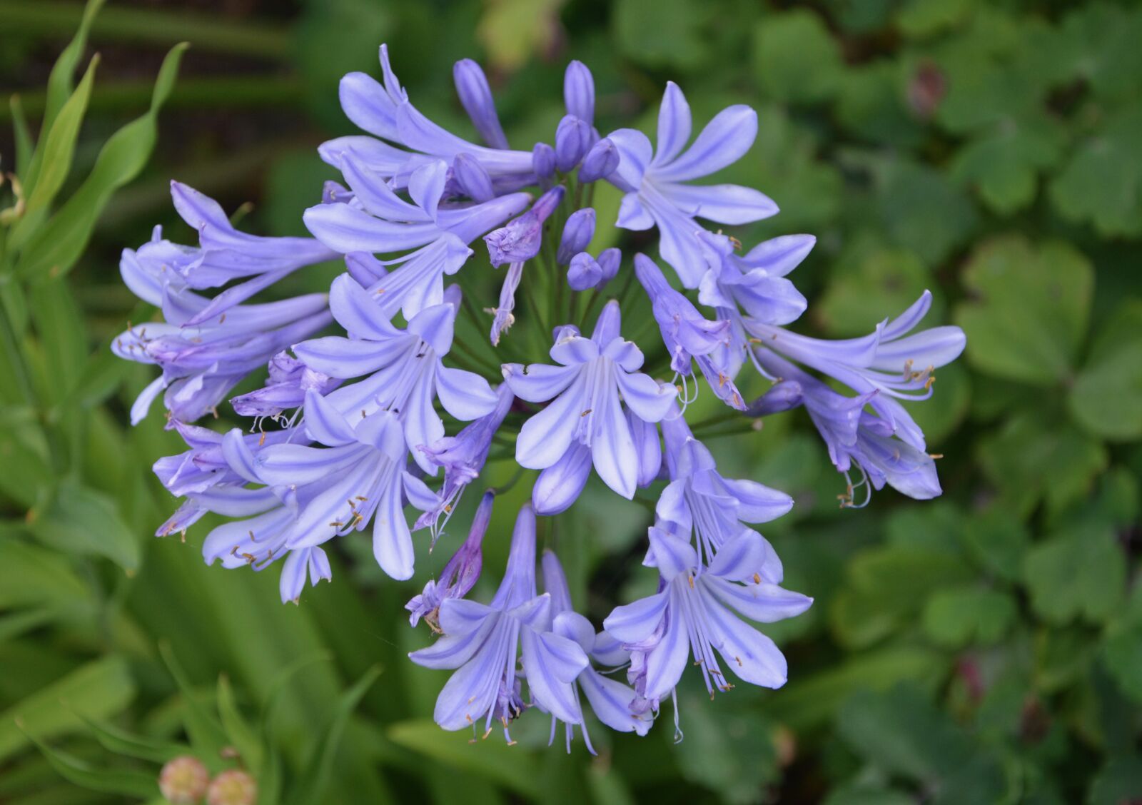 Nikon D5200 sample photo. Flowers, purple, violet photography