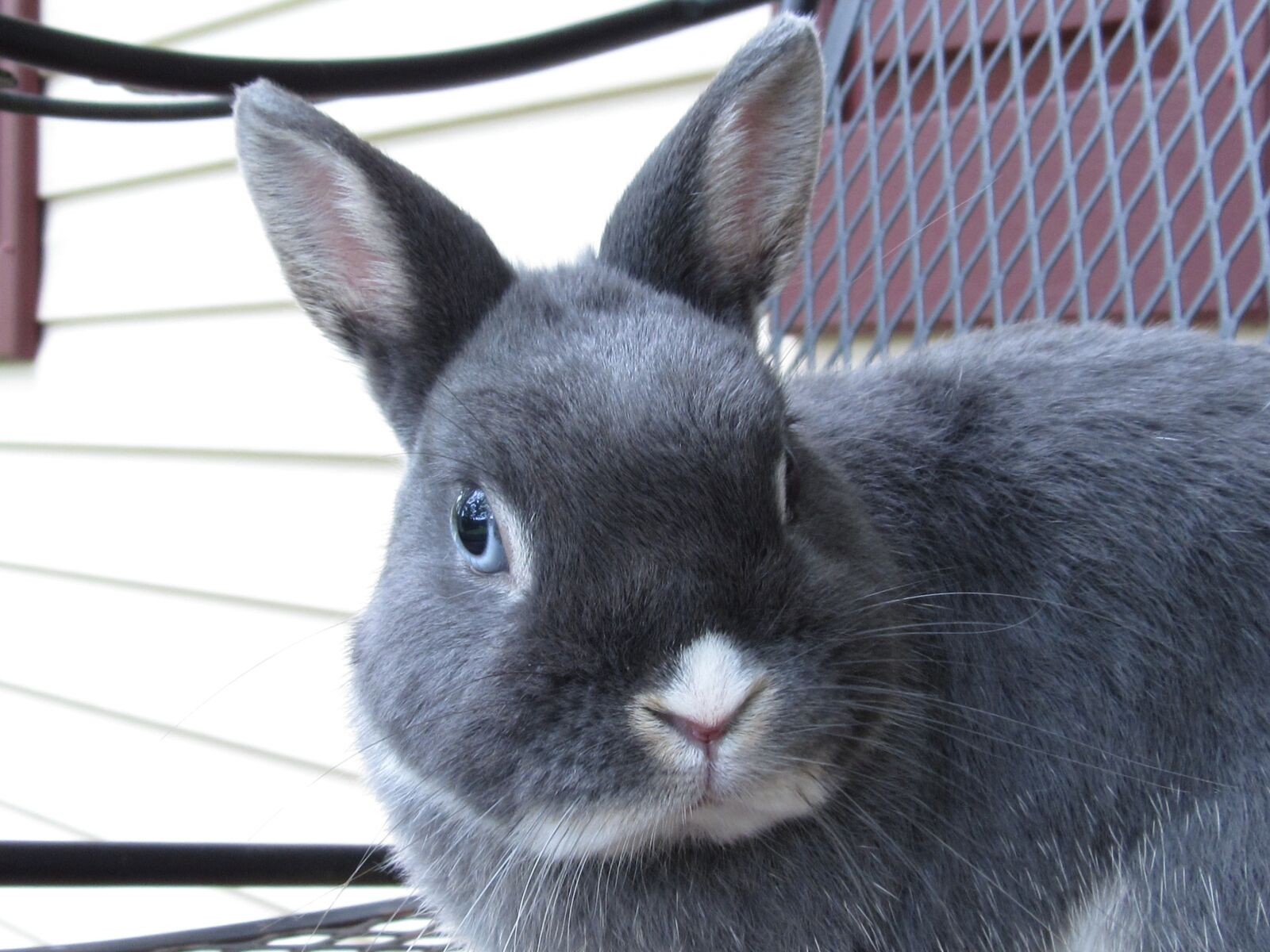 Canon PowerShot SX520 HS sample photo. Bunny, rabbit, netherland photography