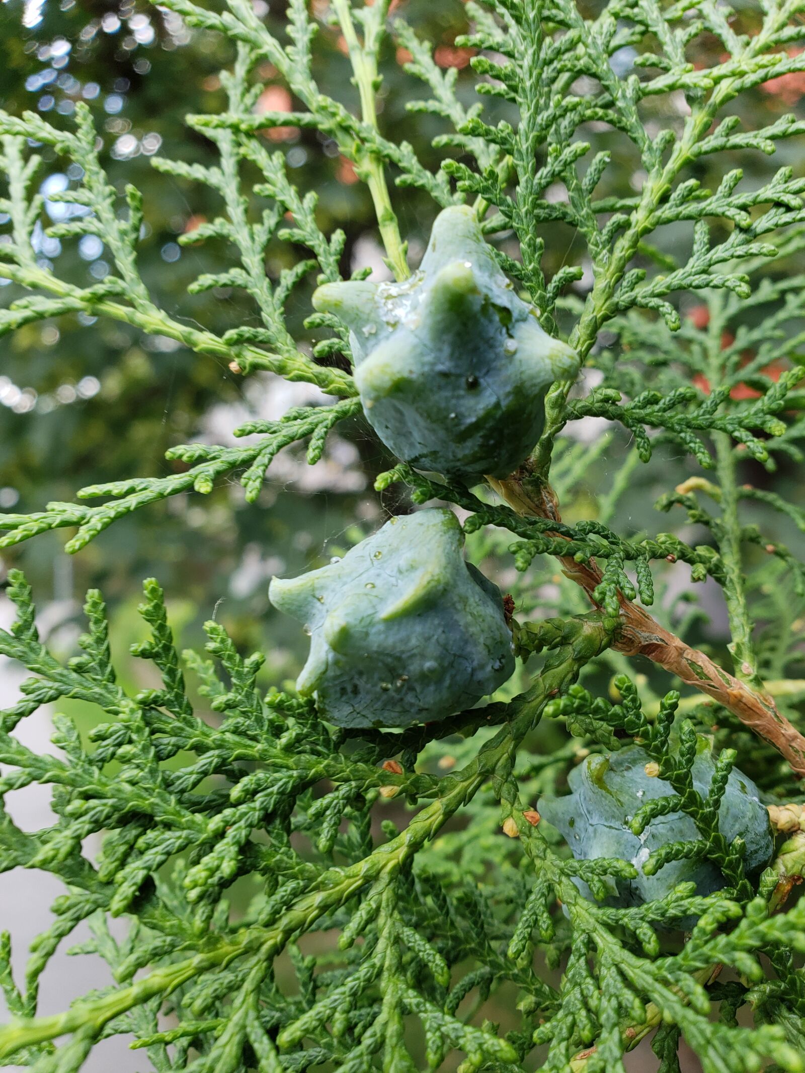 Samsung Galaxy S9+ sample photo. Seed, plant, tree photography