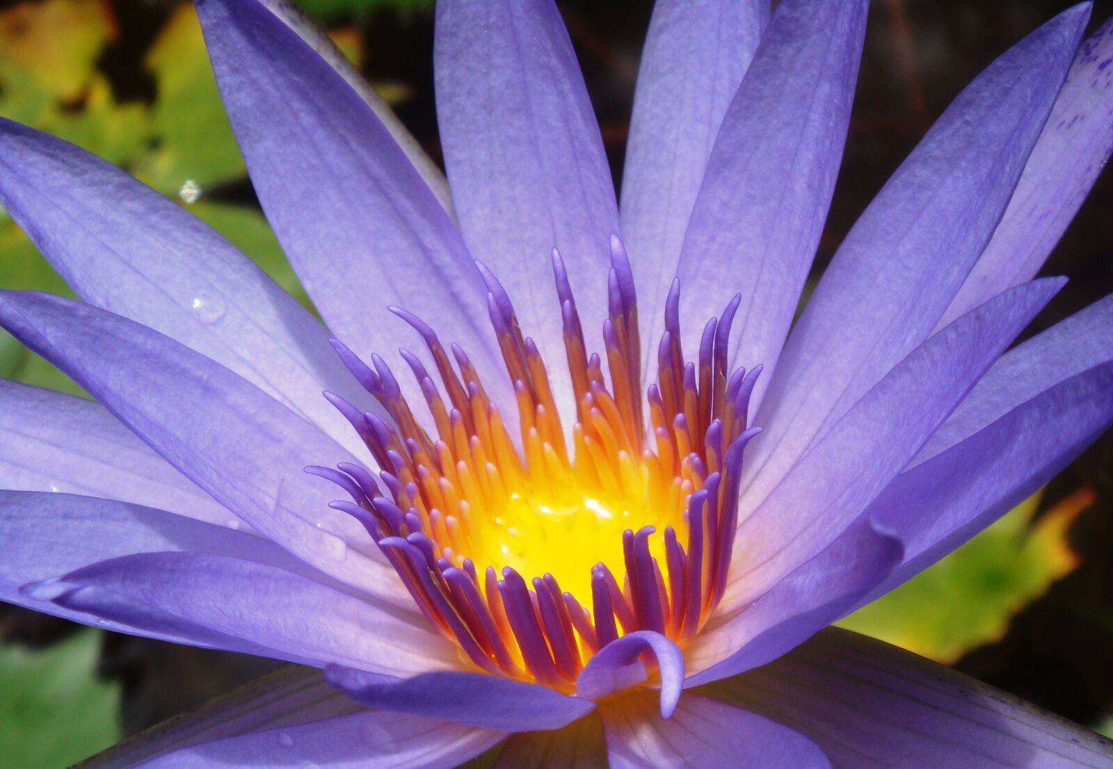 Sony DSC-T70 sample photo. Water lily, violet, nature photography