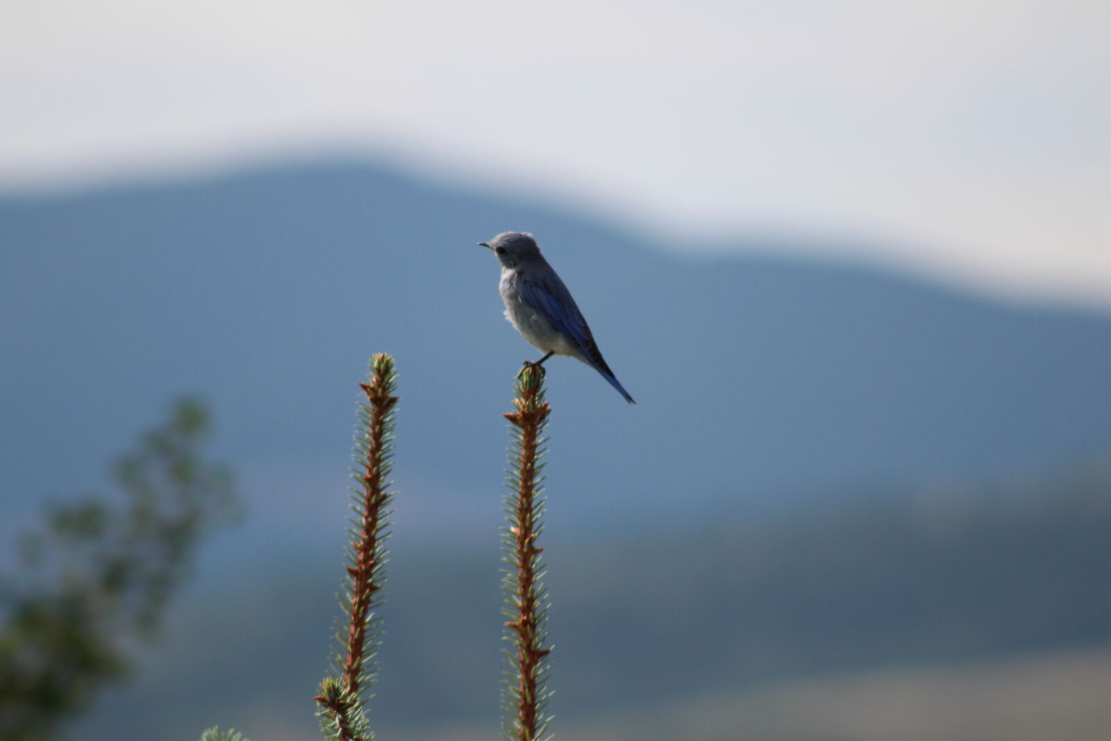 Canon EF 75-300mm f/4-5.6 sample photo. Bird, nature, montana photography