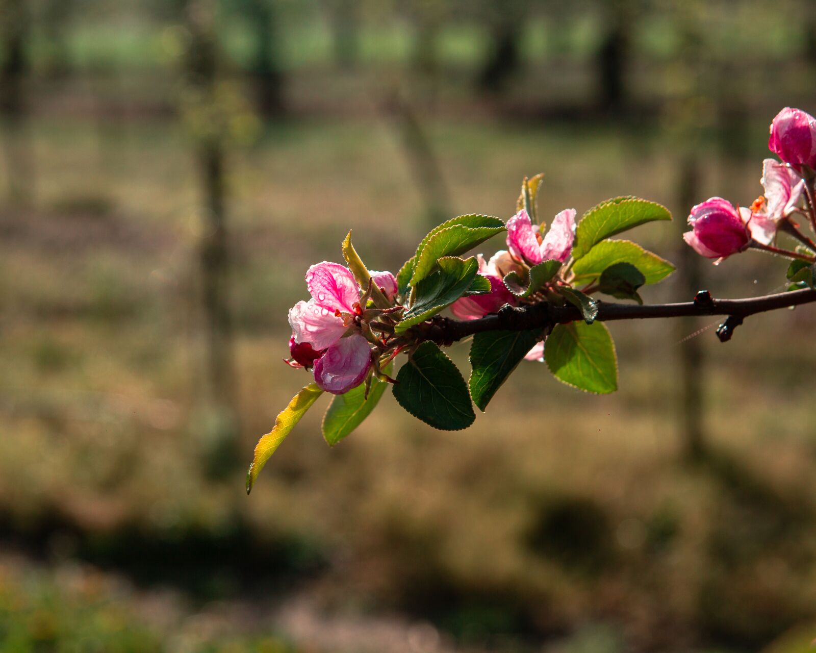 Tamron SP AF 17-50mm F2.8 XR Di II LD Aspherical (IF) sample photo. Sad, tree, apple trees photography