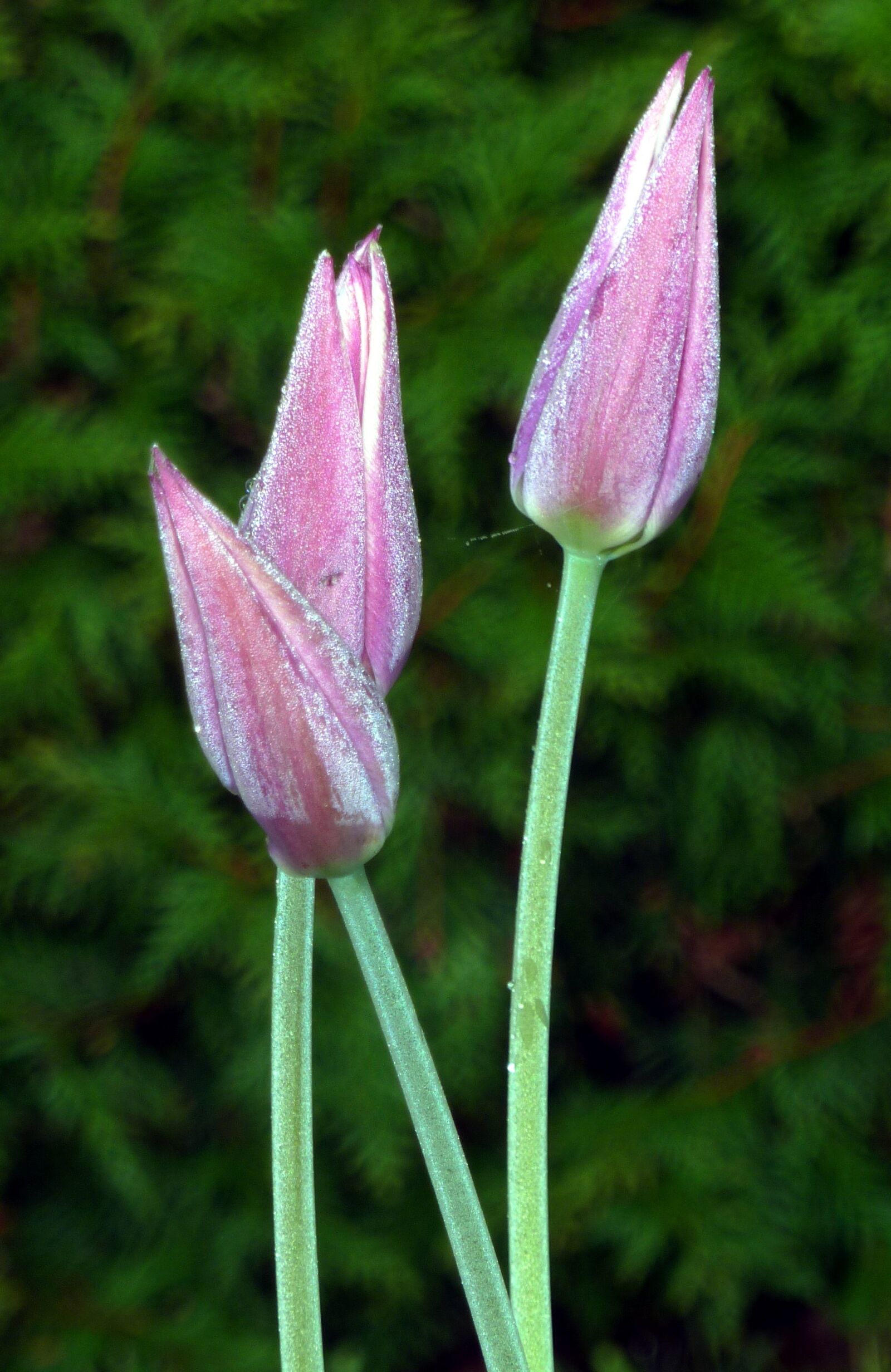 Panasonic DMC-TZ7 sample photo. Tulips, pink, morning photography