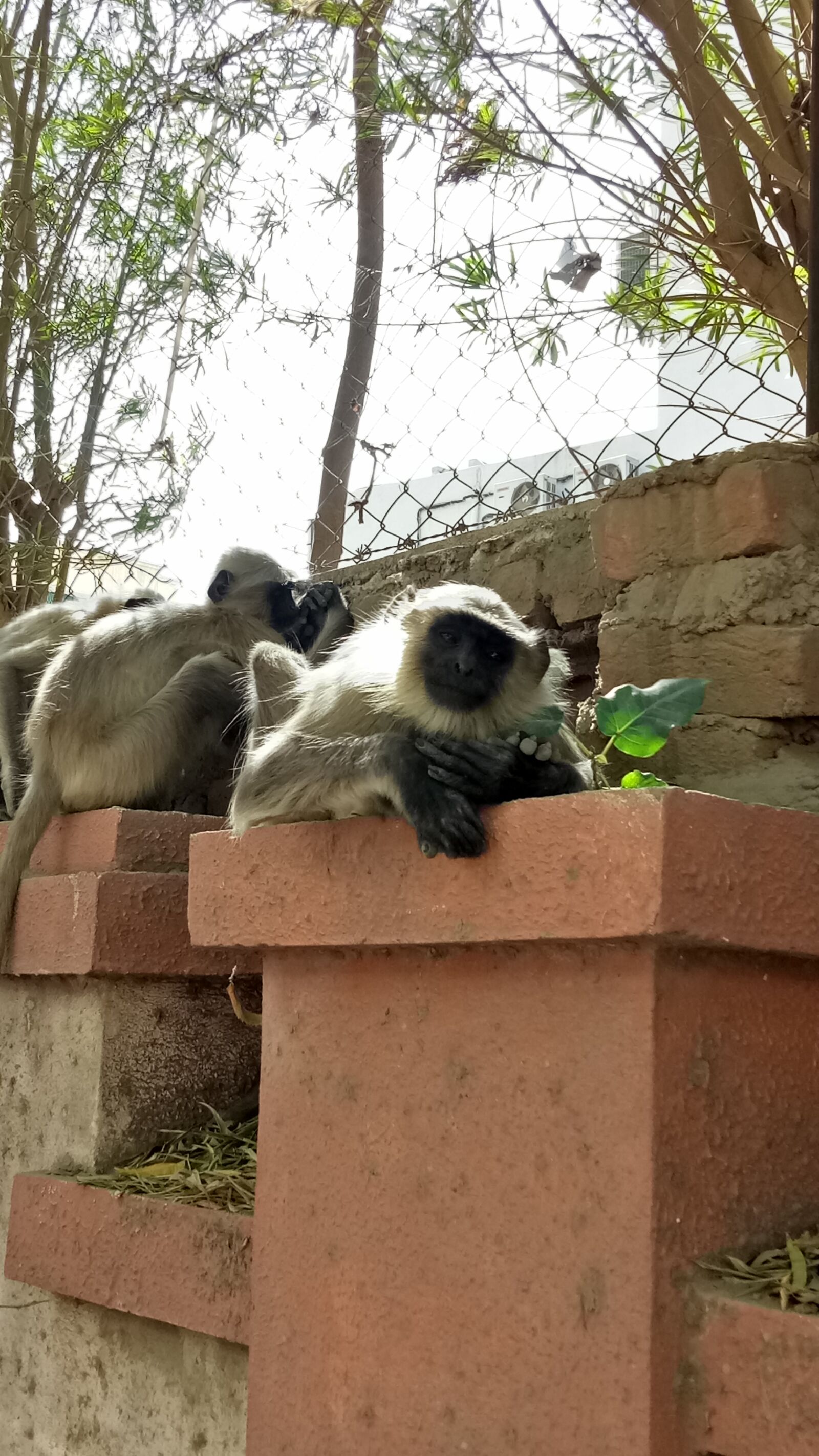 OPPO A1601 sample photo. Monkeys, sleep photography