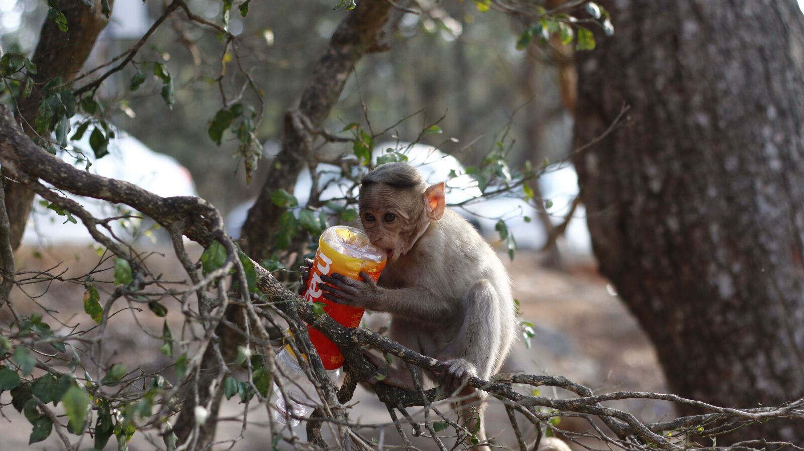 Canon EF 50mm F1.8 II sample photo. Monkey, forest, nature photography