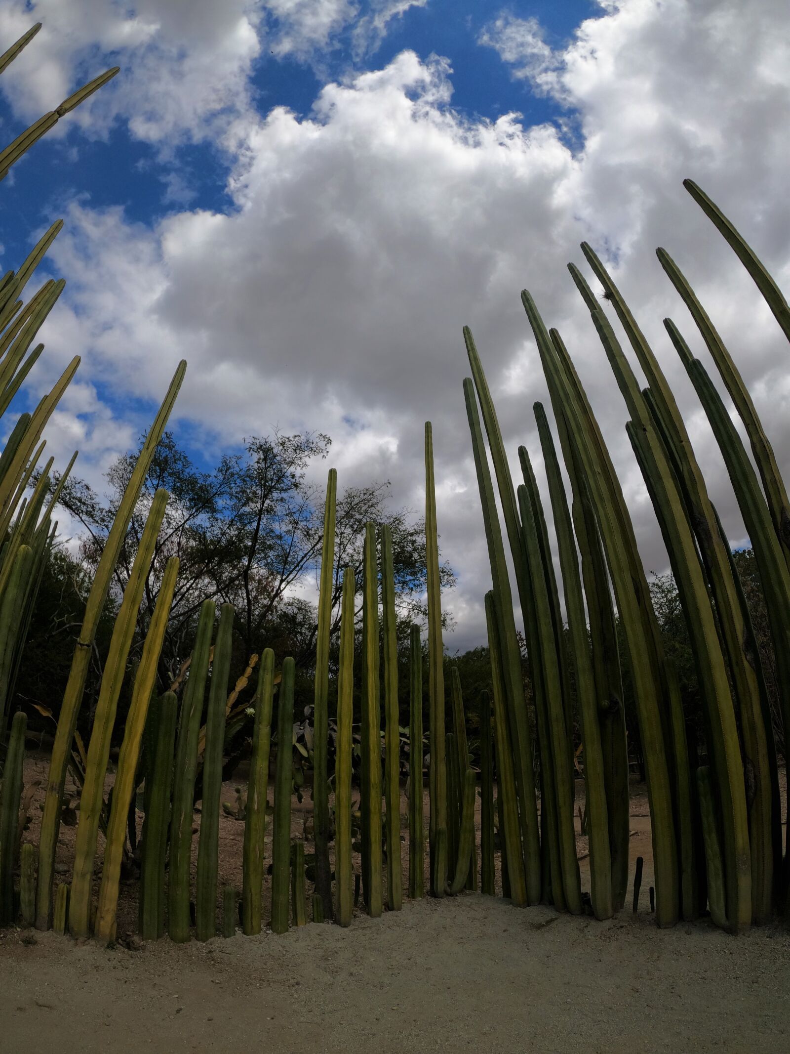 GoPro Hero8 Black sample photo. Cactus, verde, azul photography