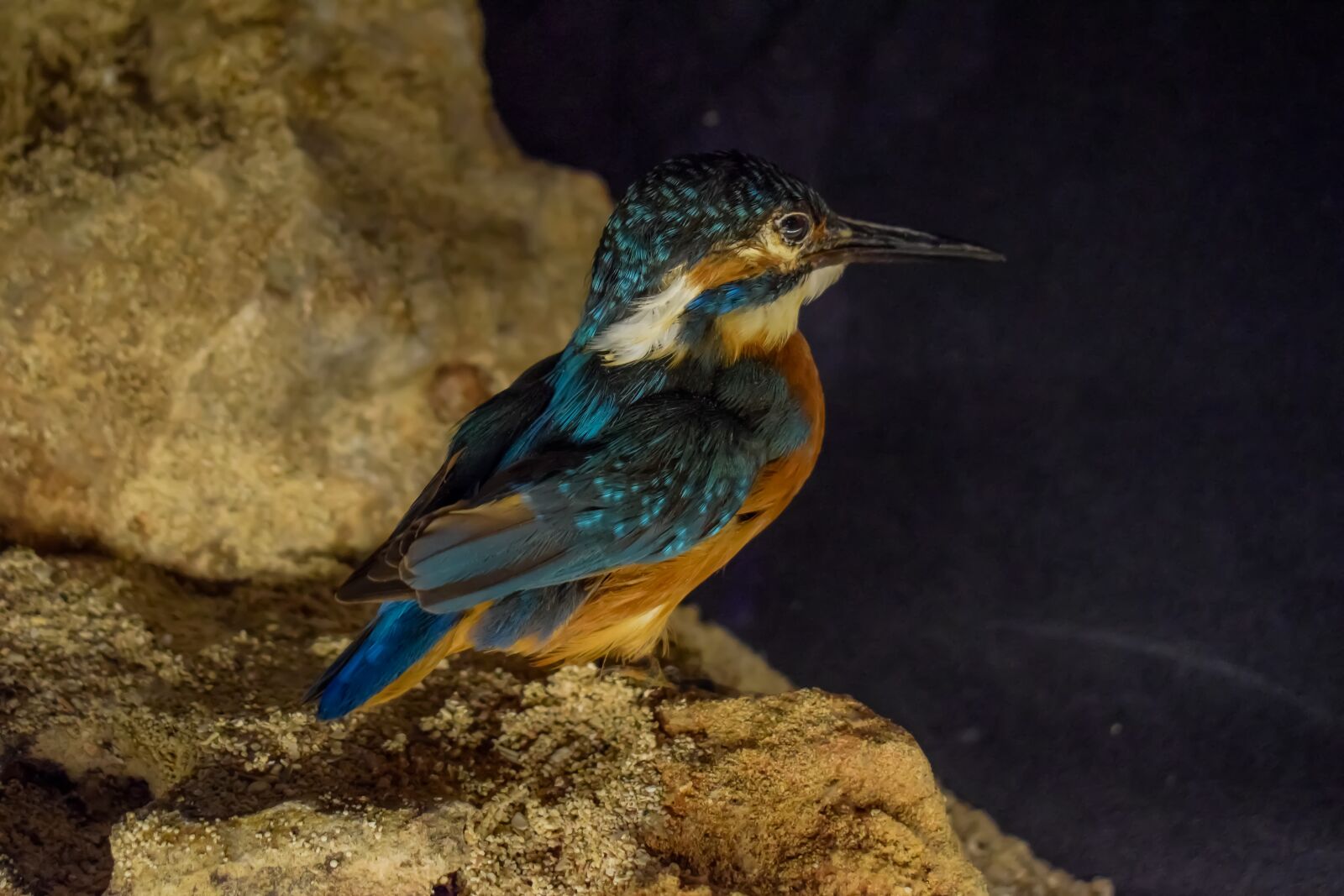 Nikon D3300 sample photo. Halcyon, white-throated kingfisher, bird photography