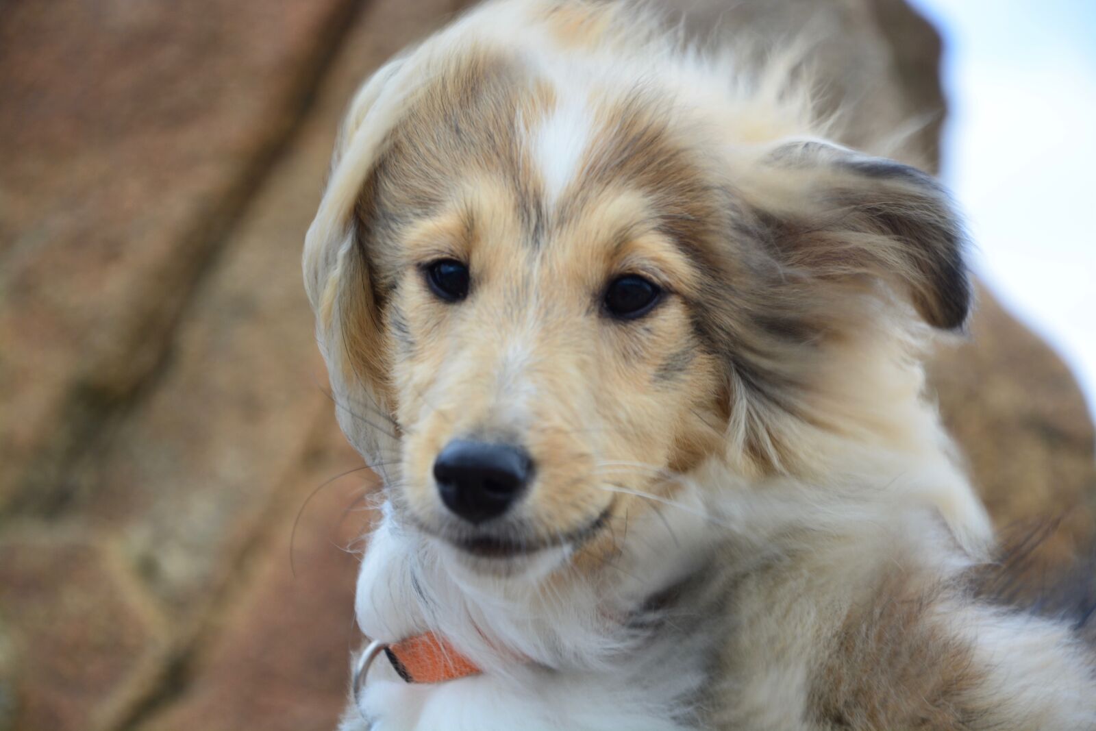 Nikon D5200 sample photo. Dog, bitch, female photography