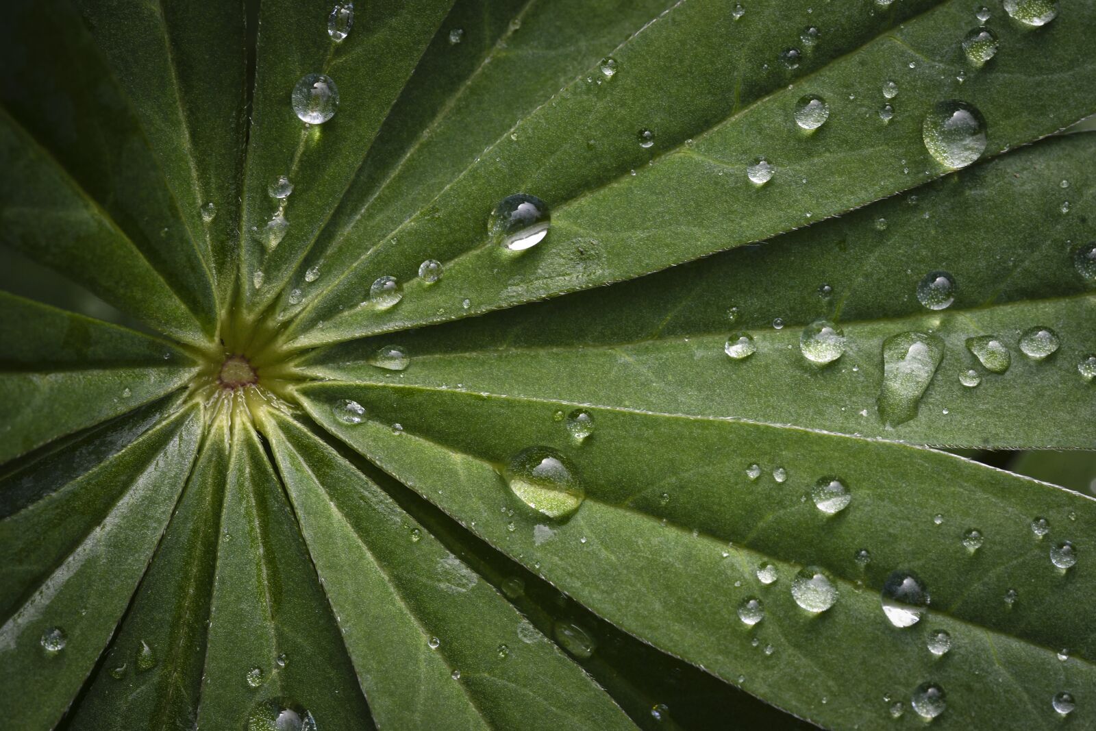 Nikon D500 sample photo. Green, rain, drops photography