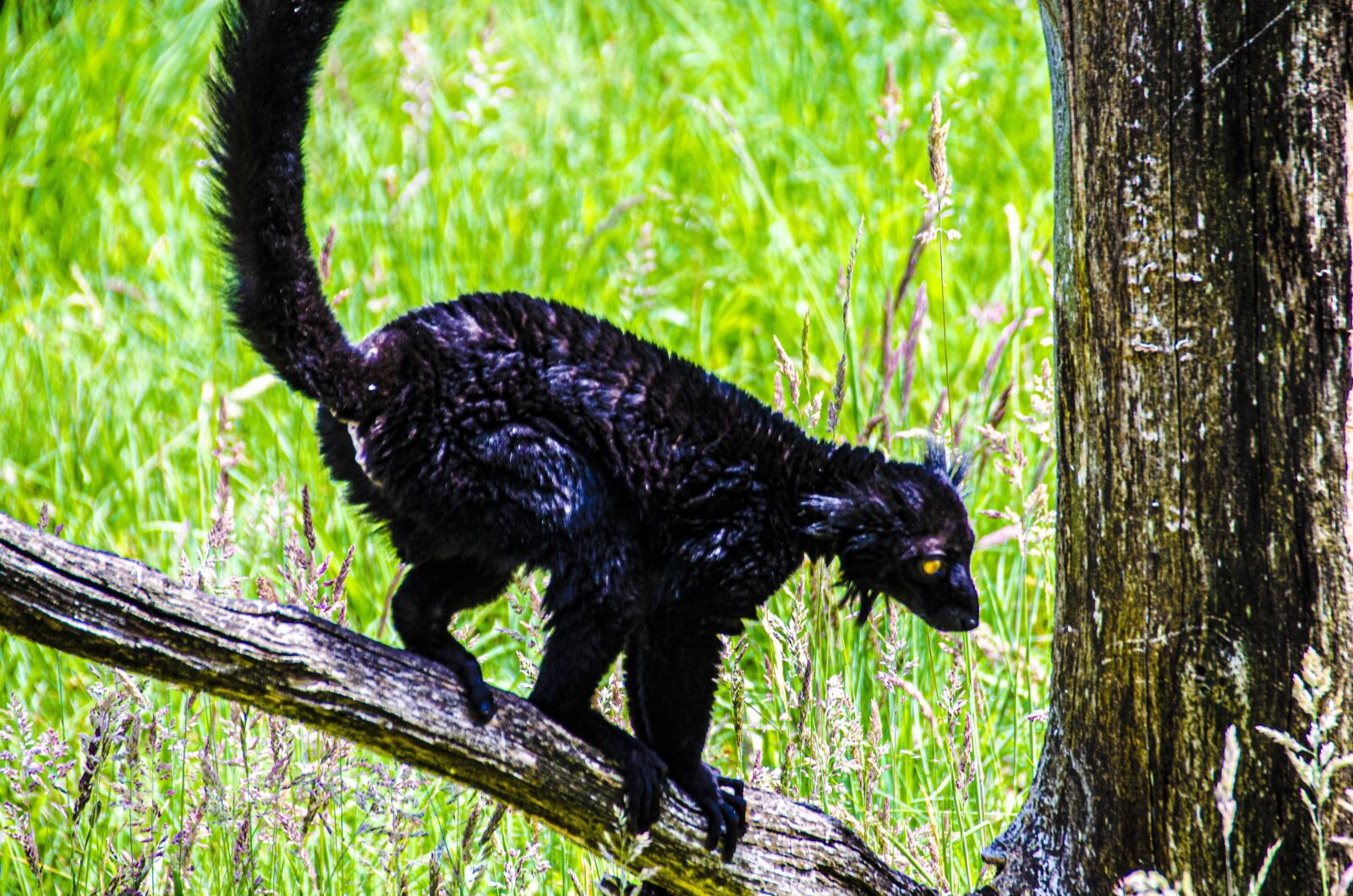 Nikon D5100 sample photo. Lemur, black lemur, mammals photography