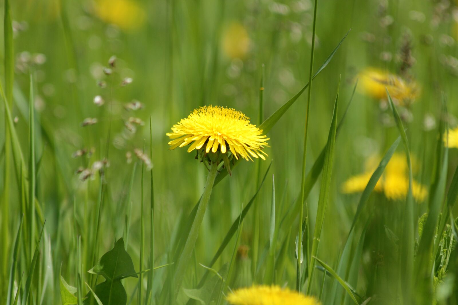 Canon EOS 650D (EOS Rebel T4i / EOS Kiss X6i) sample photo. Dandelion, yellow, flower photography