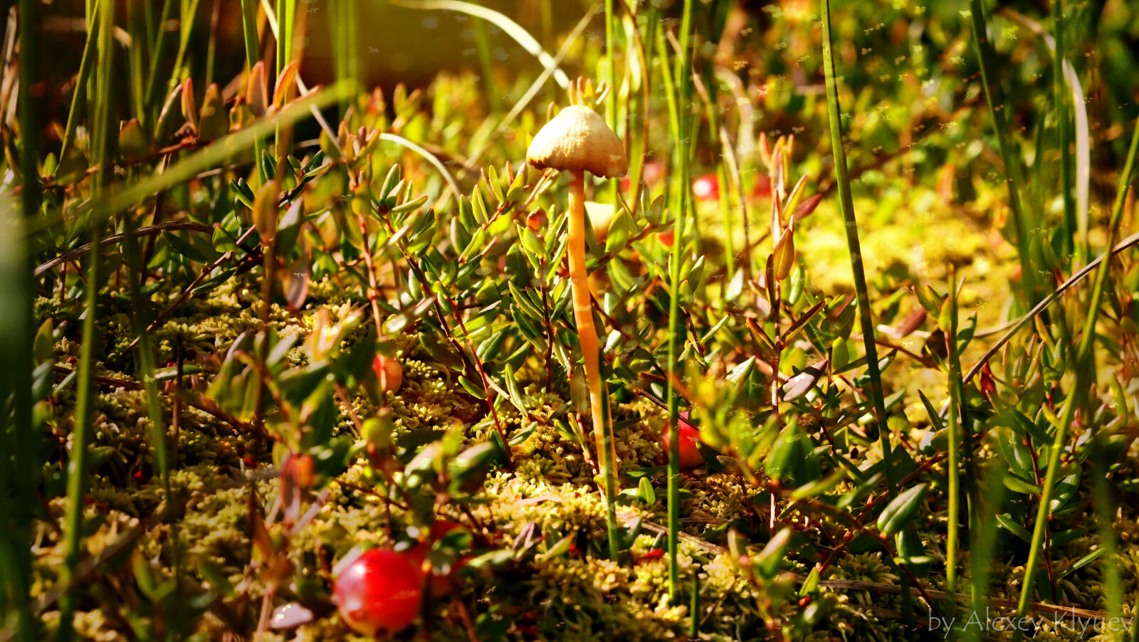 Olympus M.Zuiko Digital 45mm F1.8 sample photo. Cranberries, grass, mushroom photography
