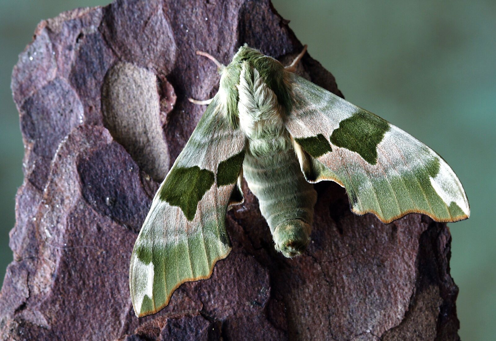 Canon EOS 350D (EOS Digital Rebel XT / EOS Kiss Digital N) sample photo. Moth, hawkmoth, wildlife photography