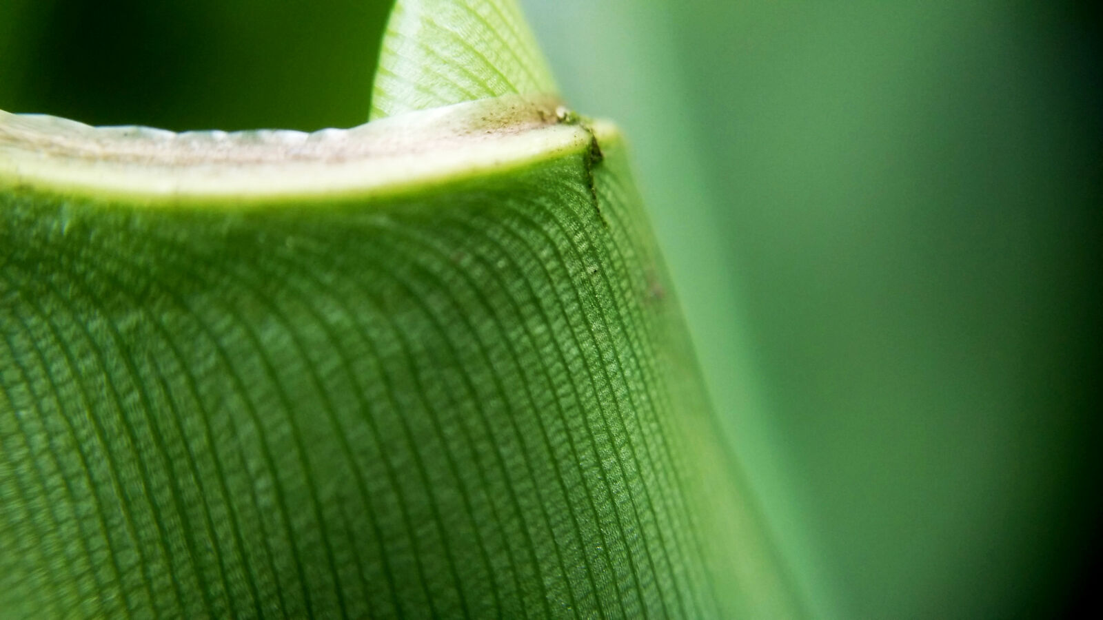 Xiaomi MI3 sample photo. Evergreen, grass, grassland, green photography