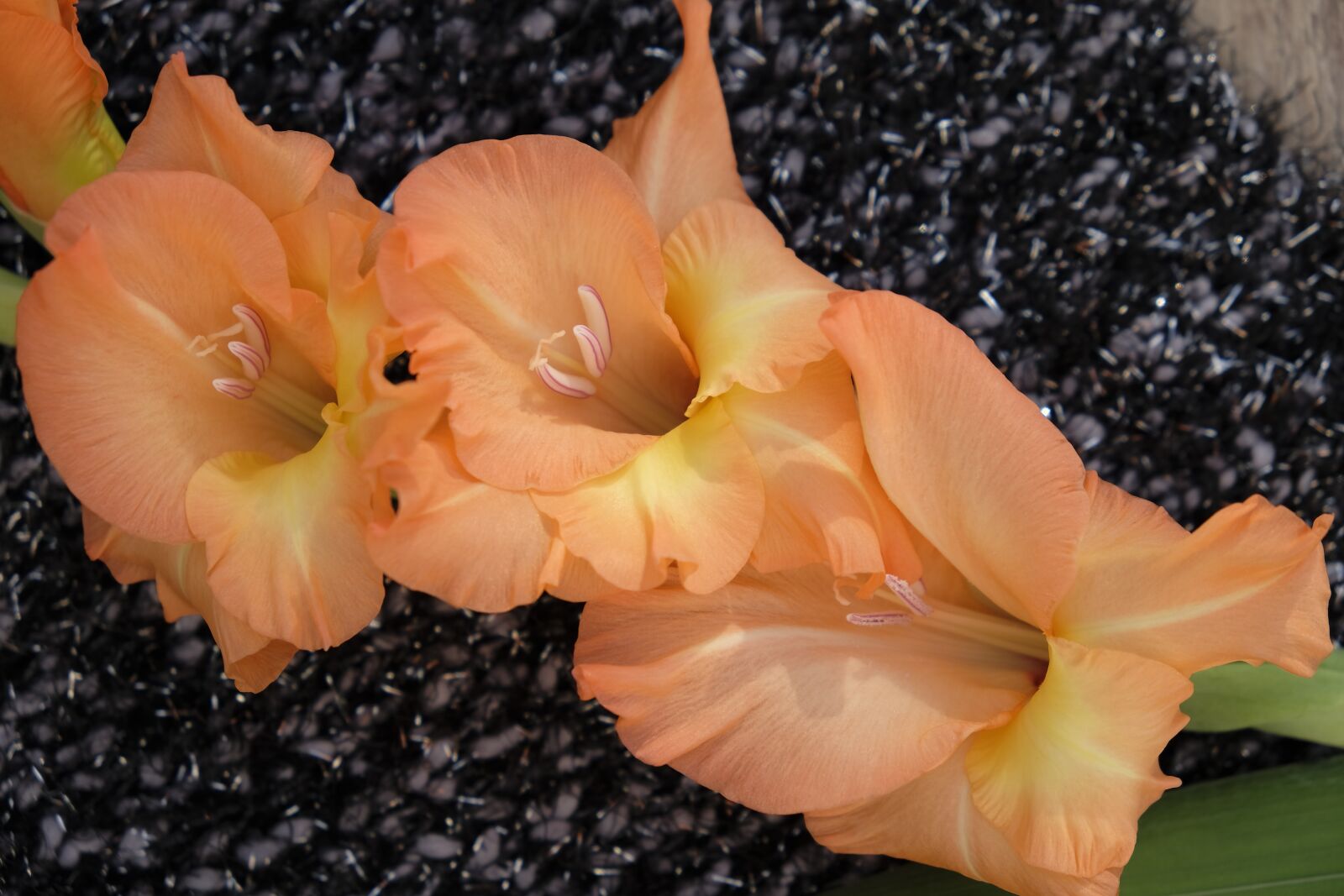 Fujifilm XF 18-55mm F2.8-4 R LM OIS sample photo. Flower, blossom, bloom photography