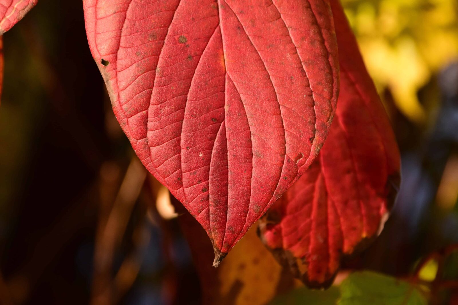 Nikon D3300 sample photo. Leaf, nature, flora, plant photography