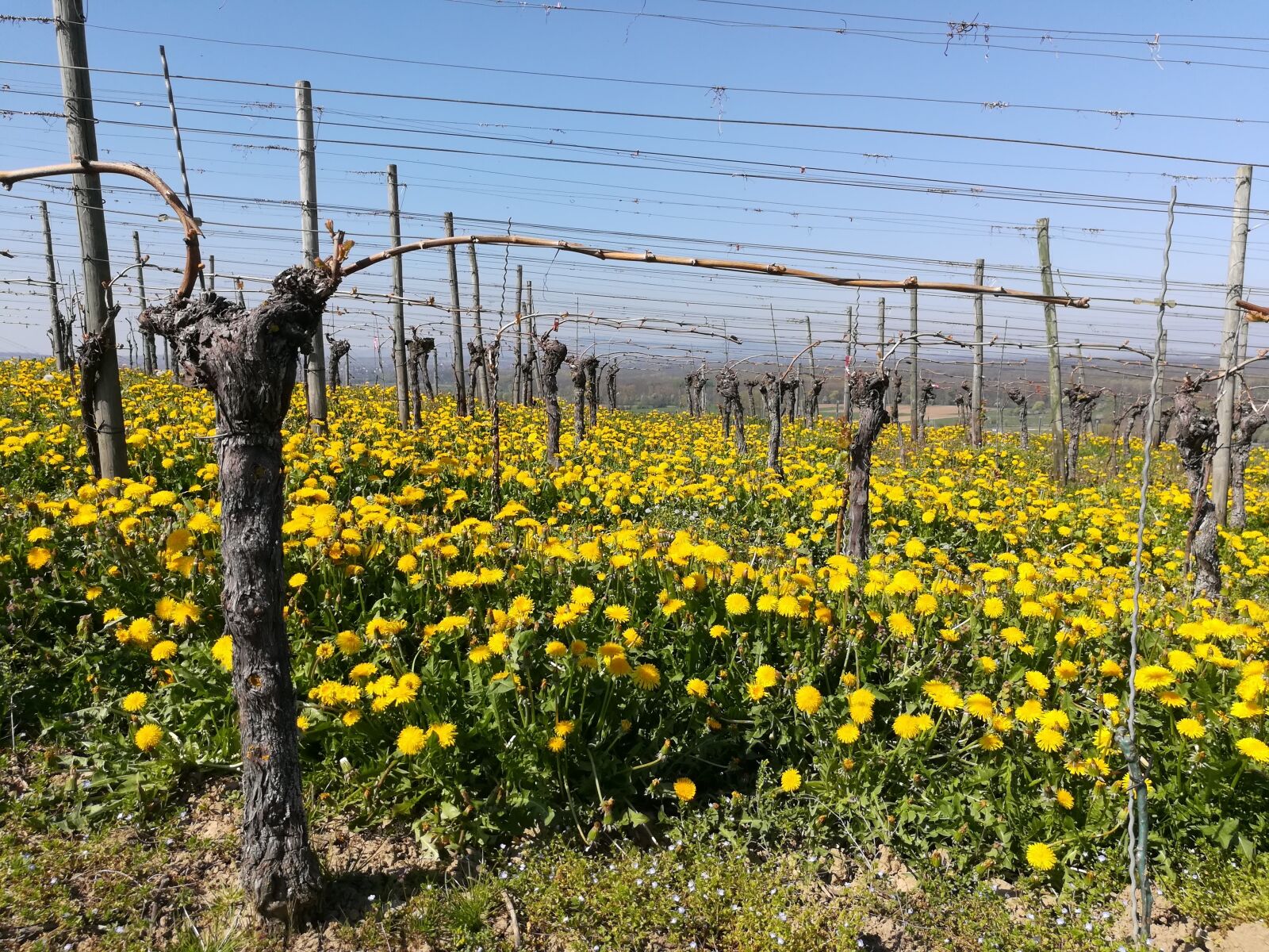 HUAWEI honor 6x sample photo. Vineyard, dandelion, markgräflerland photography