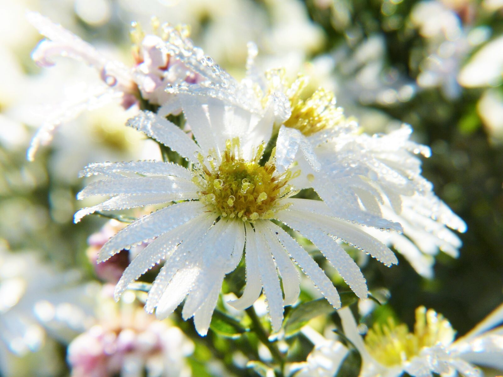 Panasonic Lumix DMC-FZ150 sample photo. Asters, flower, blossom photography