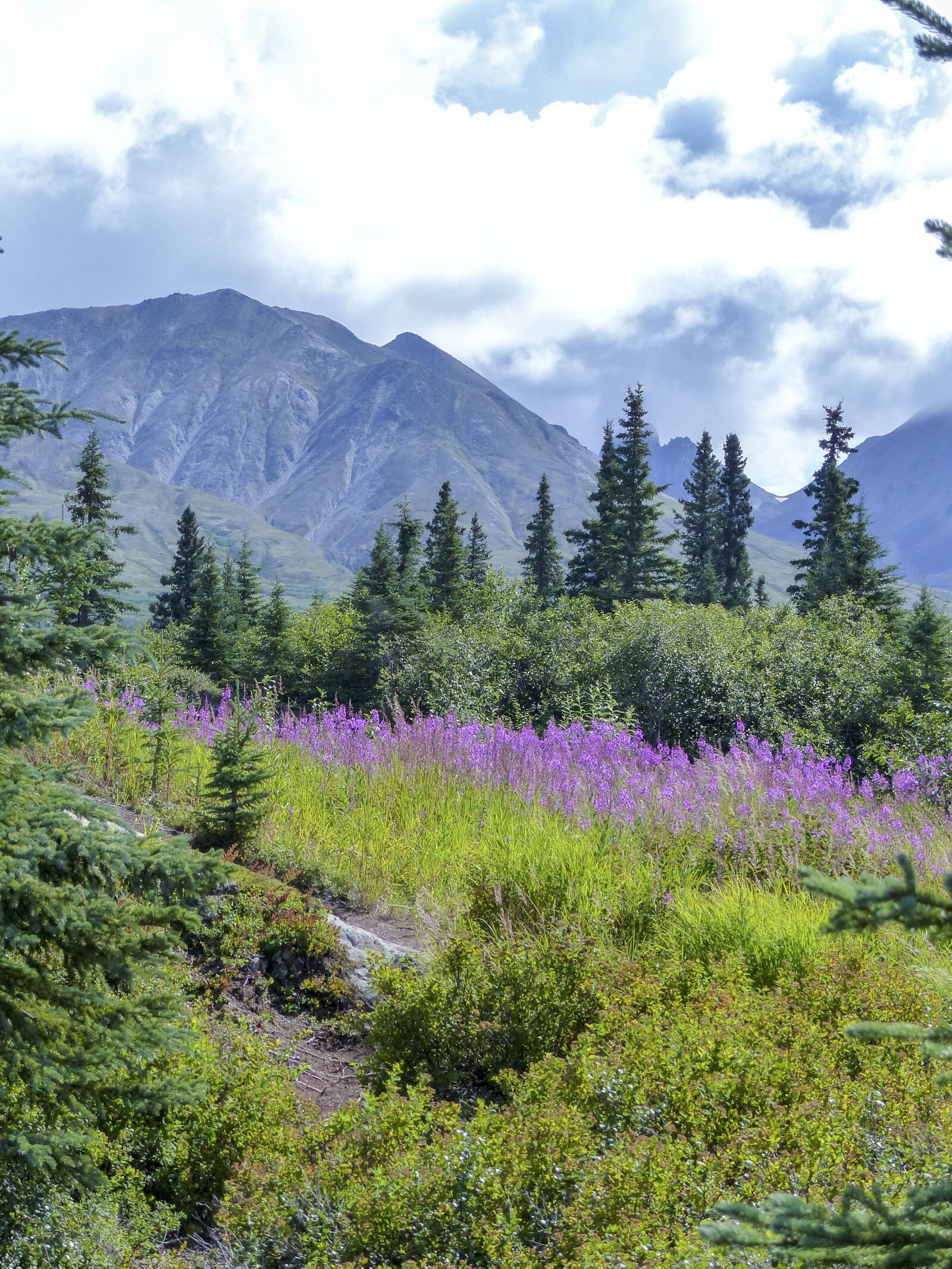 Panasonic Lumix DMC-FZ200 sample photo. Denali, national park, alaska photography