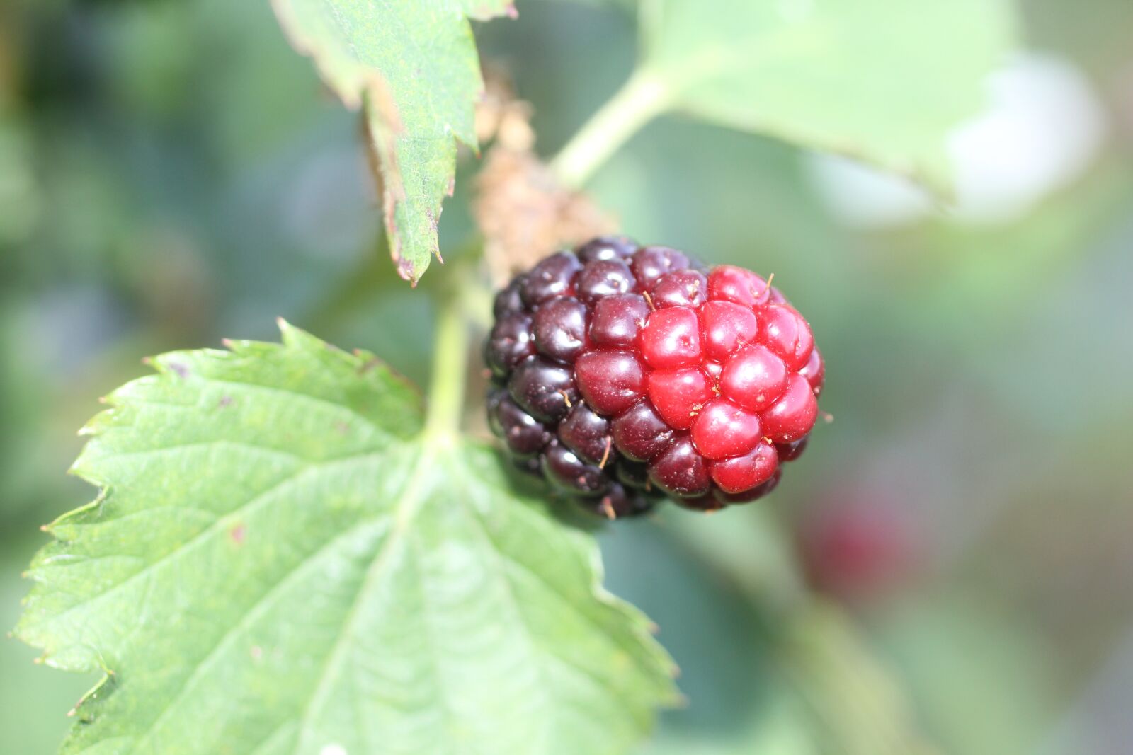 Canon EOS 60D + Canon EF 50mm F2.5 Macro sample photo. Berry, red, ripe photography