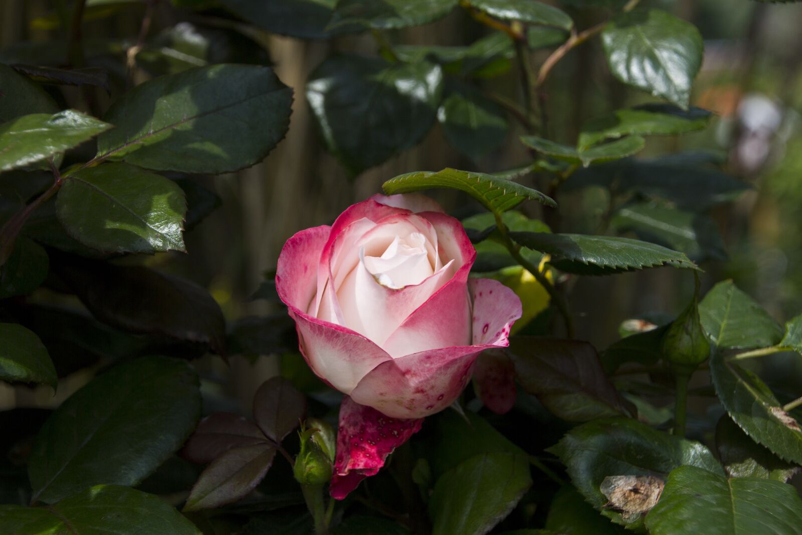 Canon EOS 60D sample photo. Rose, flower, nature photography