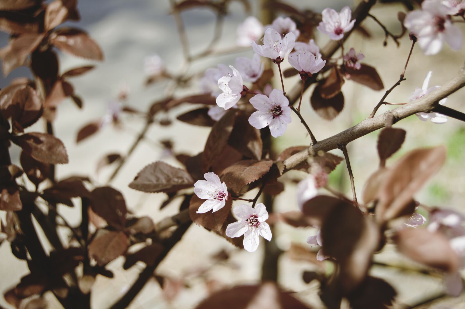 Nikon D3200 sample photo. Green, garden, nature photography