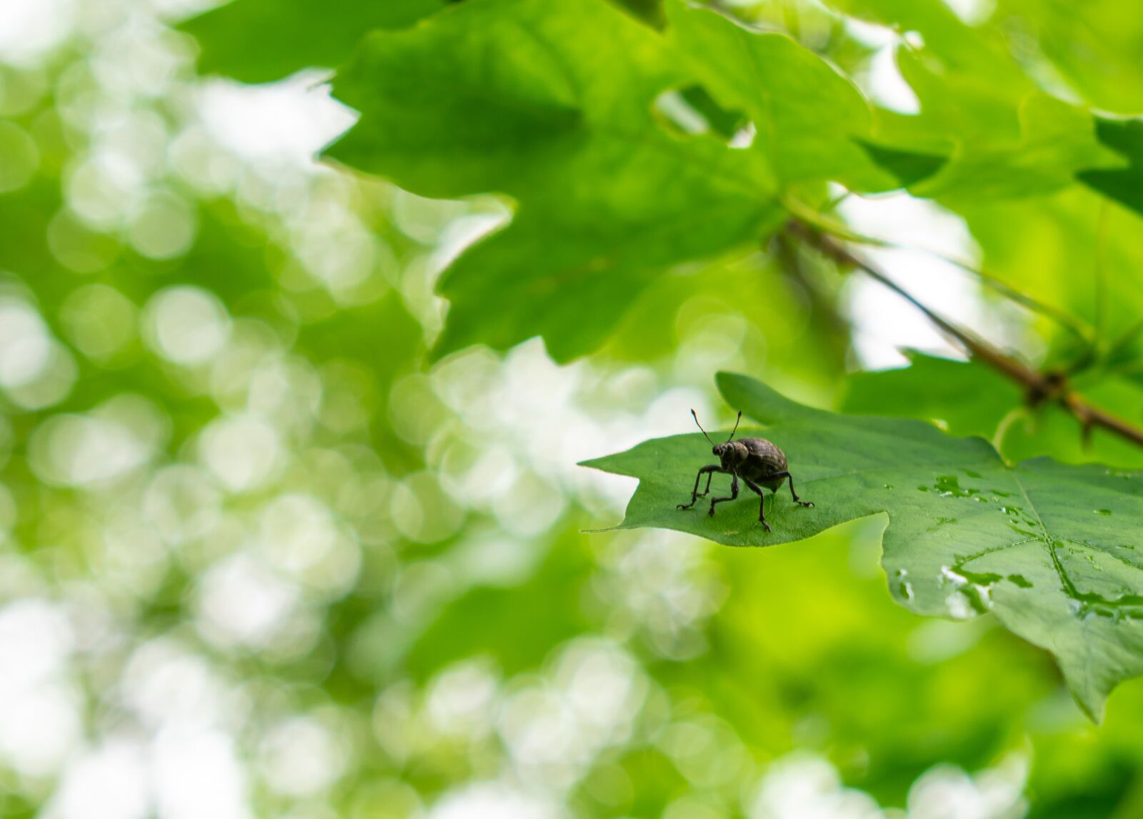 Nikon D3400 sample photo. Nature, leaves, green photography