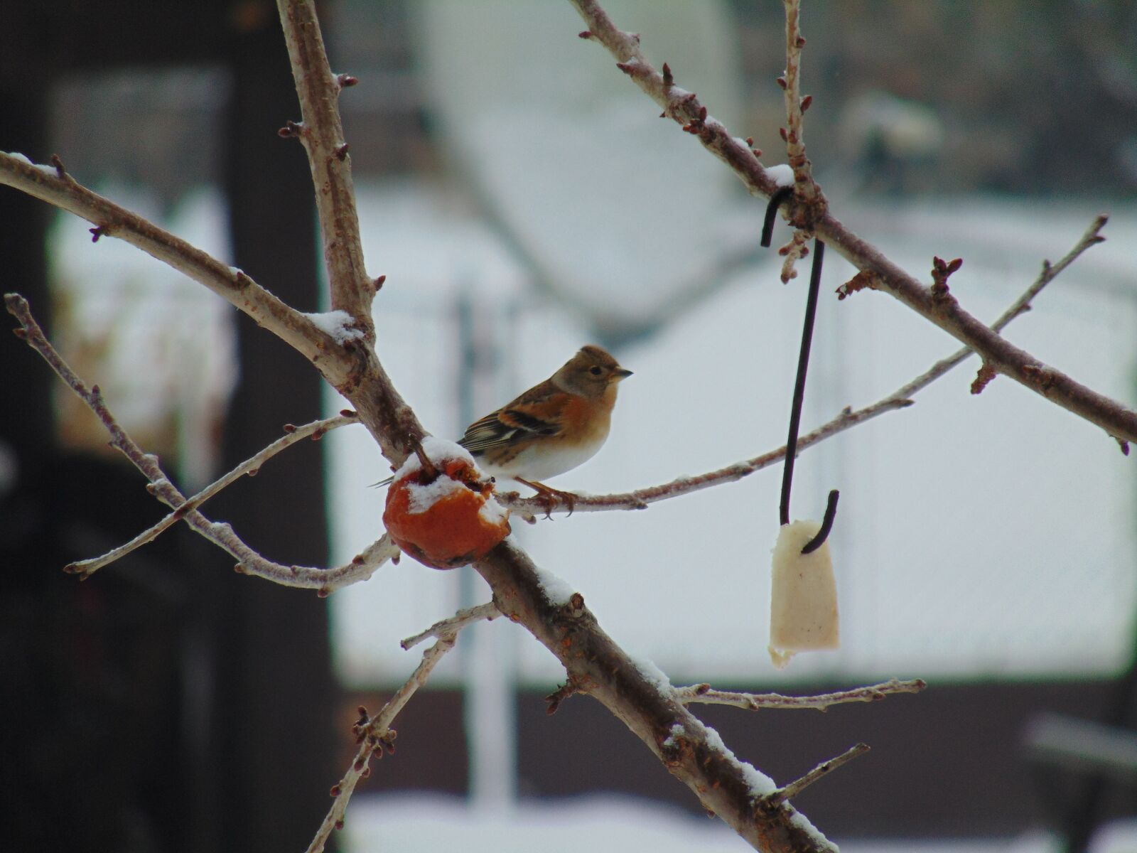 Sony Cyber-shot DSC-H300 sample photo. Fenyőpinty, nature, bird photography