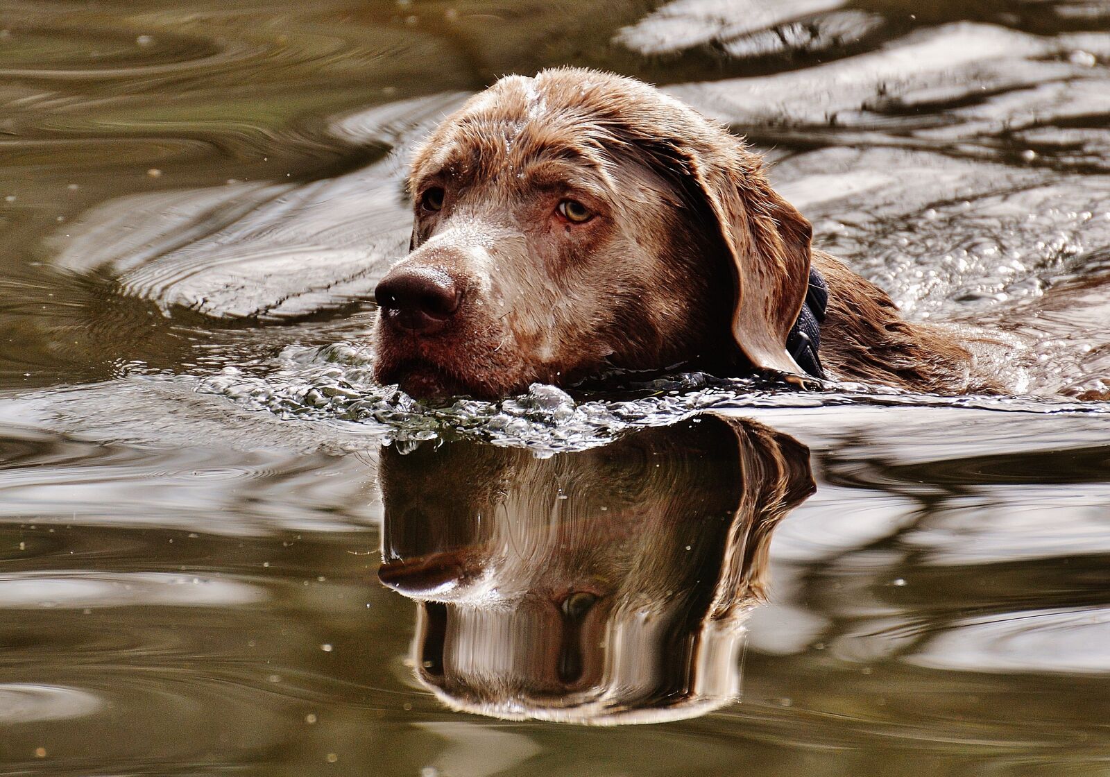 Nikon D3200 sample photo. Dog, swim, wet photography
