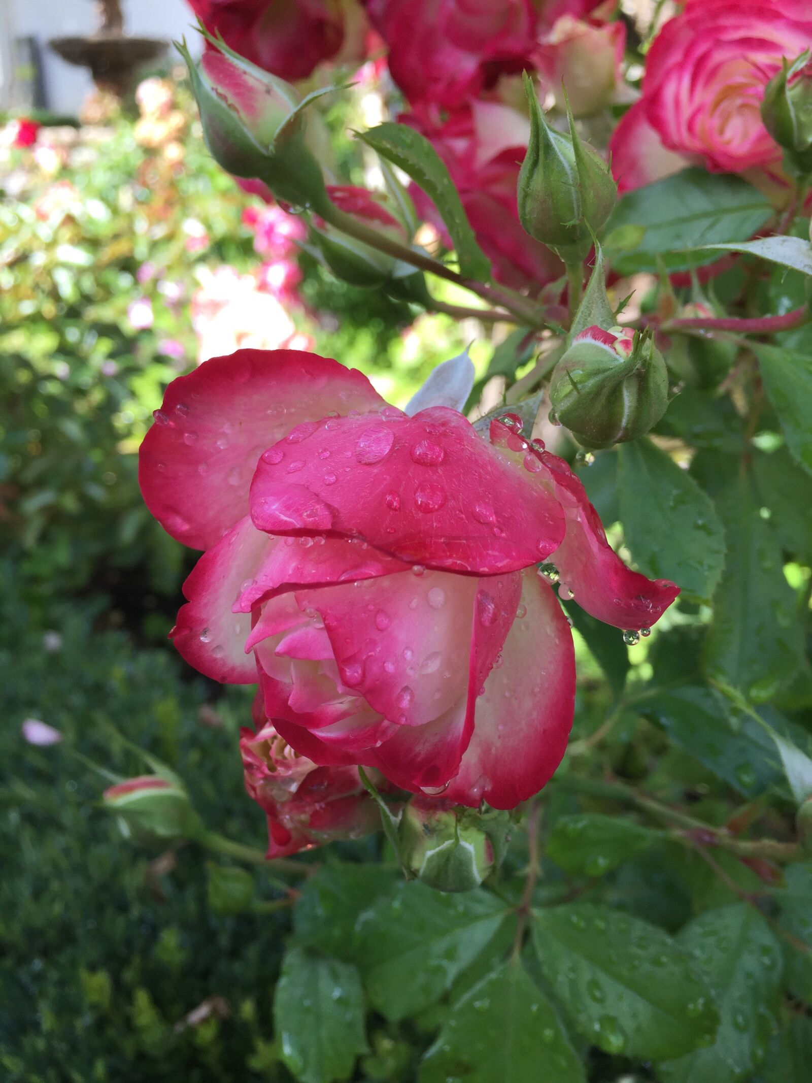 iPhone 6 Plus back camera 4.15mm f/2.2 sample photo. Rose, pink, flower photography
