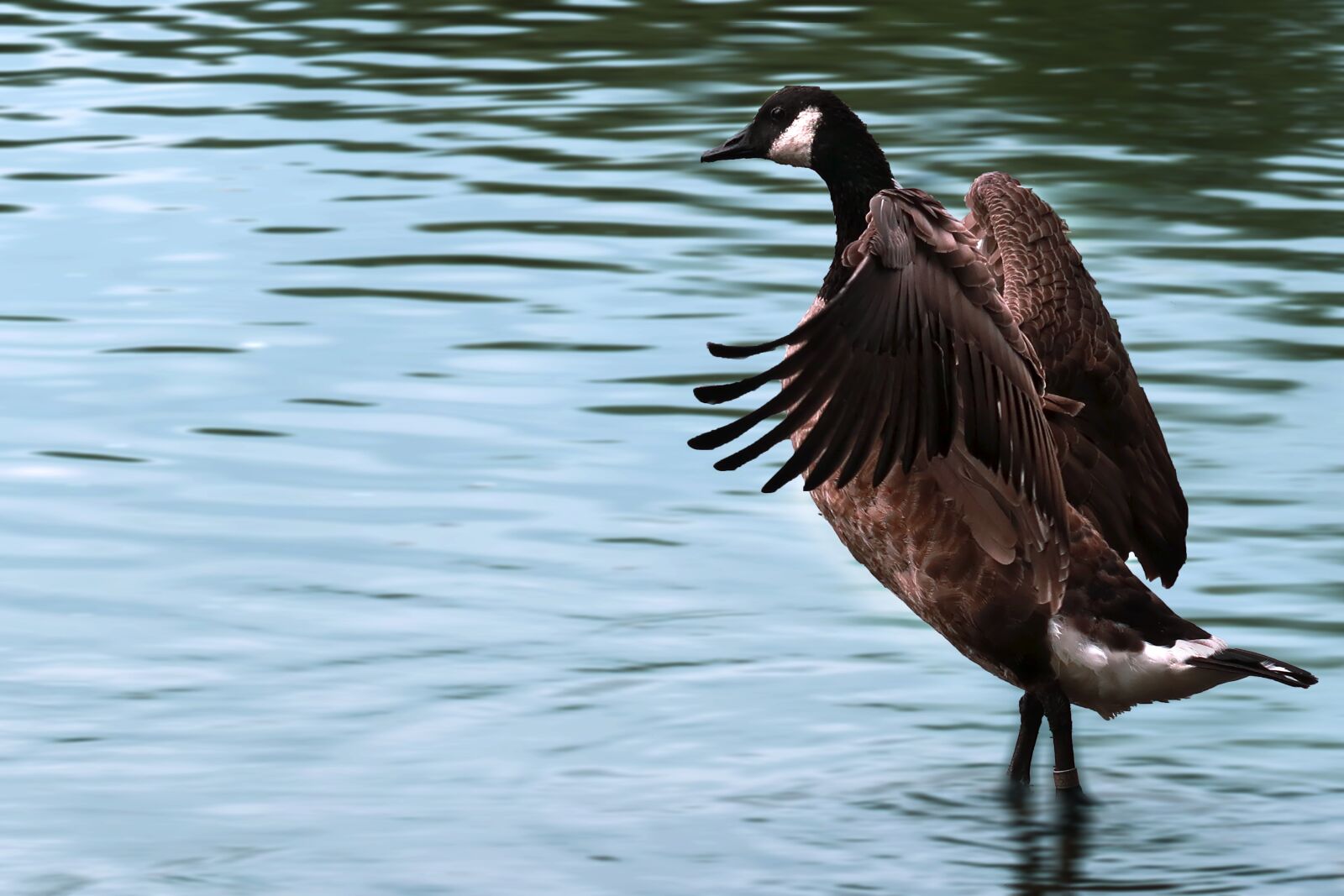 Canon PowerShot G7 X Mark II sample photo. Duck, lake, water photography