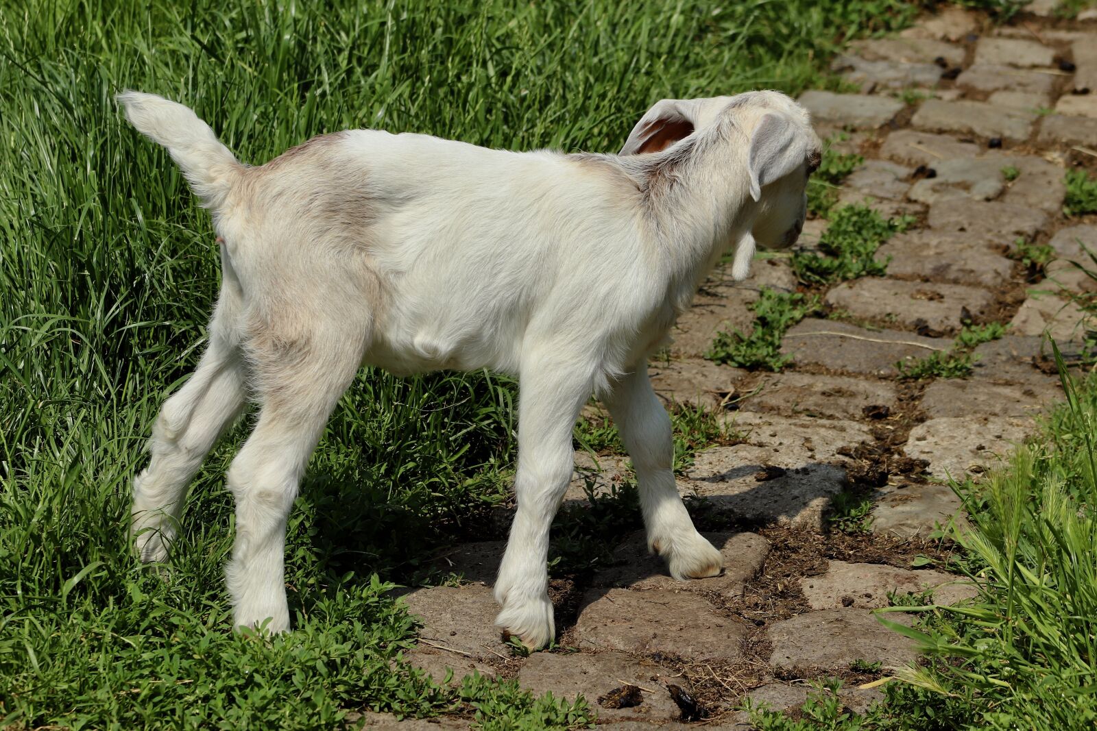 Canon EOS 800D (EOS Rebel T7i / EOS Kiss X9i) sample photo. Kid, goats, pets photography