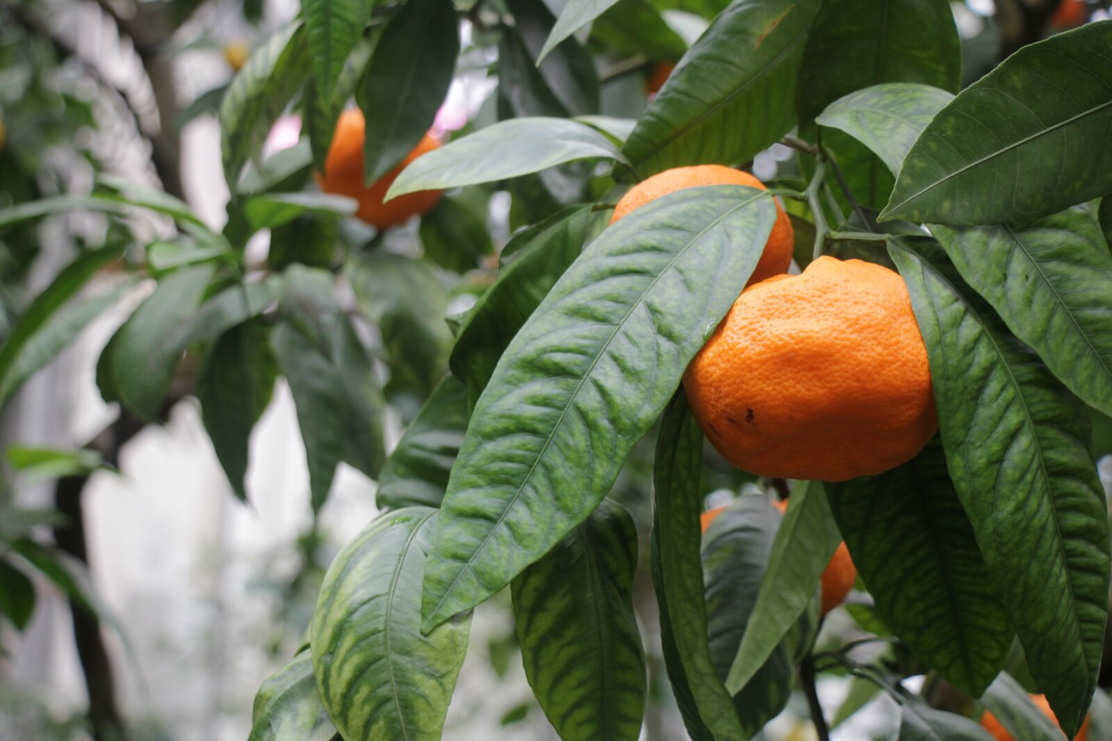 Canon EOS 550D (EOS Rebel T2i / EOS Kiss X4) sample photo. Tangerine, orange, mandarins photography