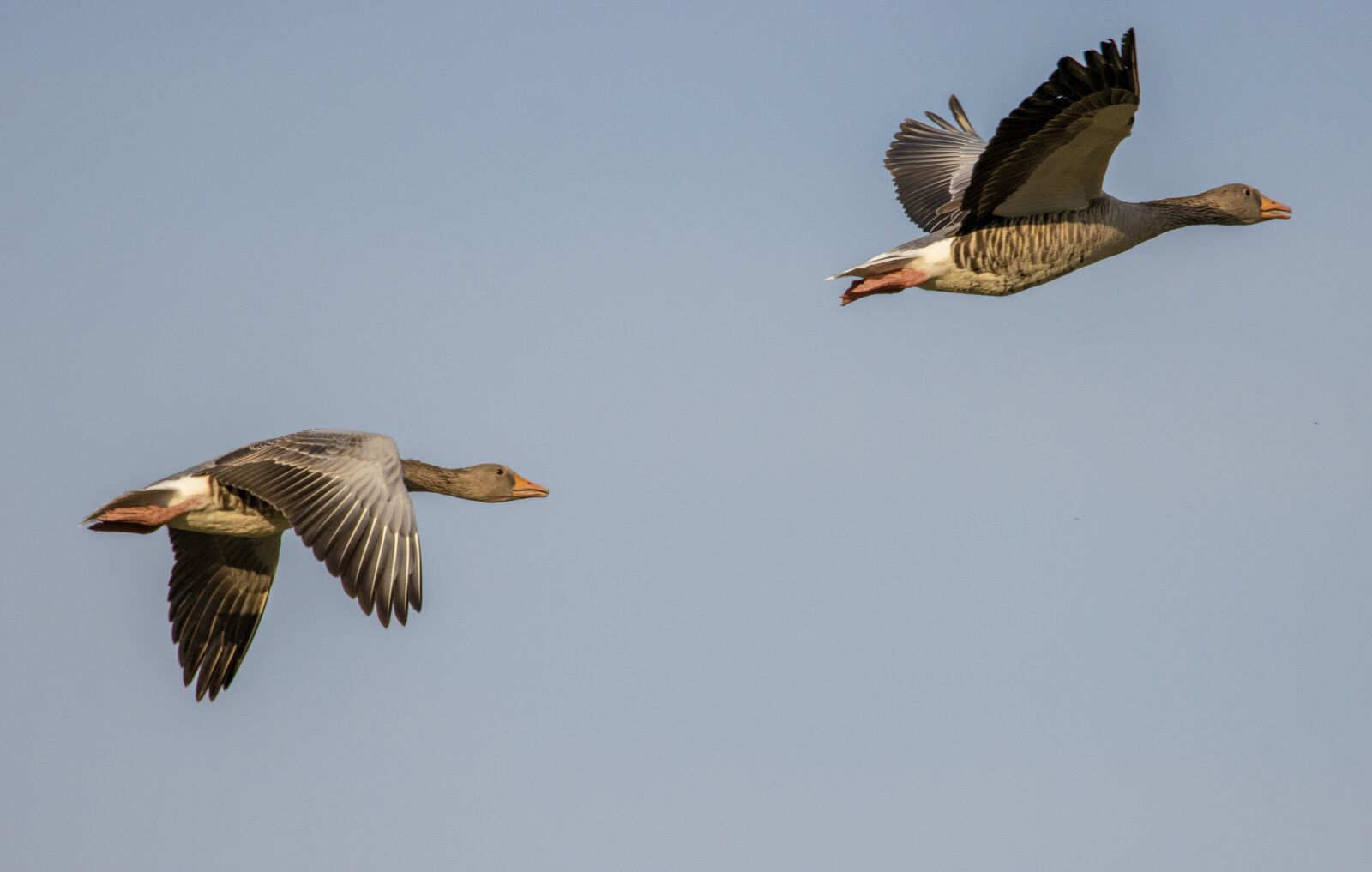 150-600mm F5-6.3 DG OS HSM | Contemporary 015 sample photo. Geese, flight, flying geese photography