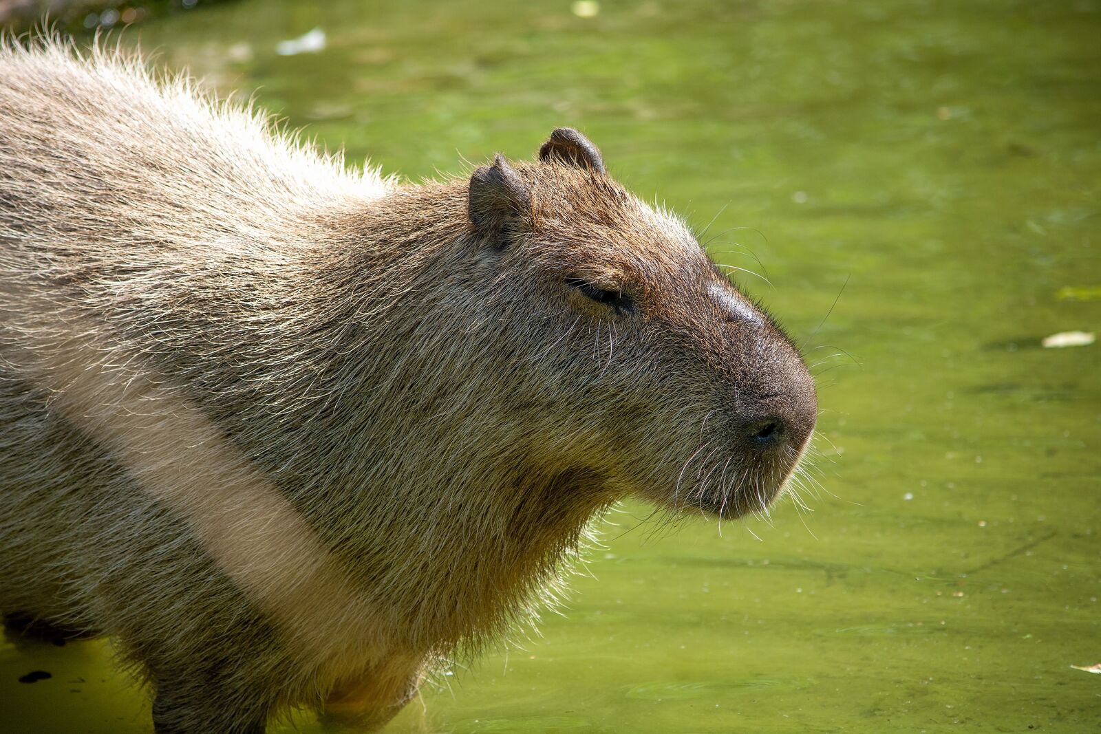 Nikon D7100 sample photo. Capybara, rodent, animal photography