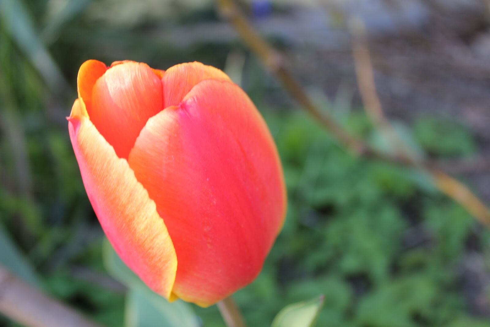 Canon EOS 600D (Rebel EOS T3i / EOS Kiss X5) sample photo. Tulip, blossom, bloom photography