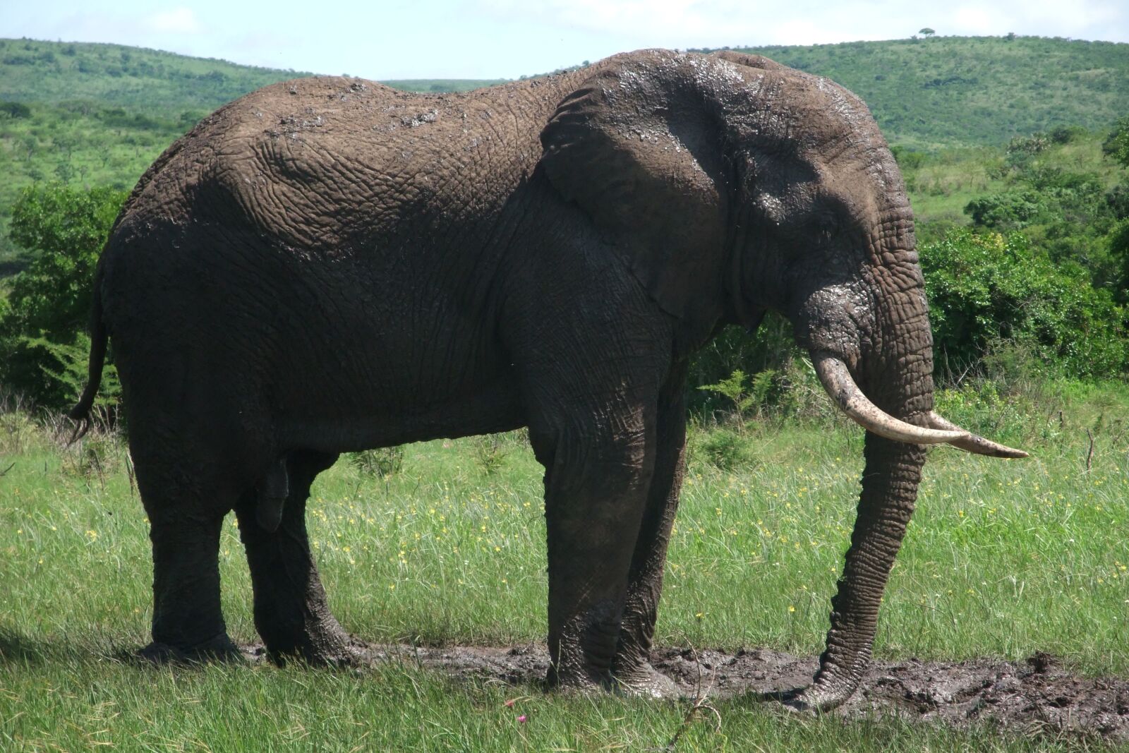 Fujifilm FinePix F100fd sample photo. Elephant, safari, south africa photography