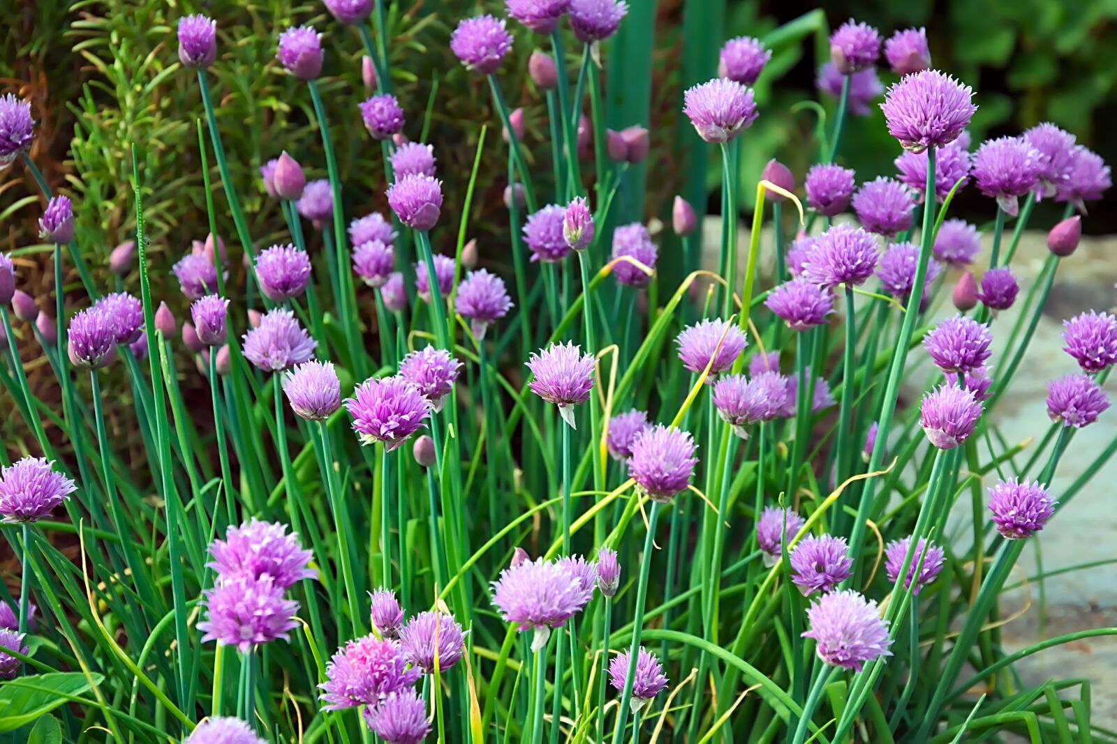 Nikon D3300 sample photo. Chives, flowers, purple photography